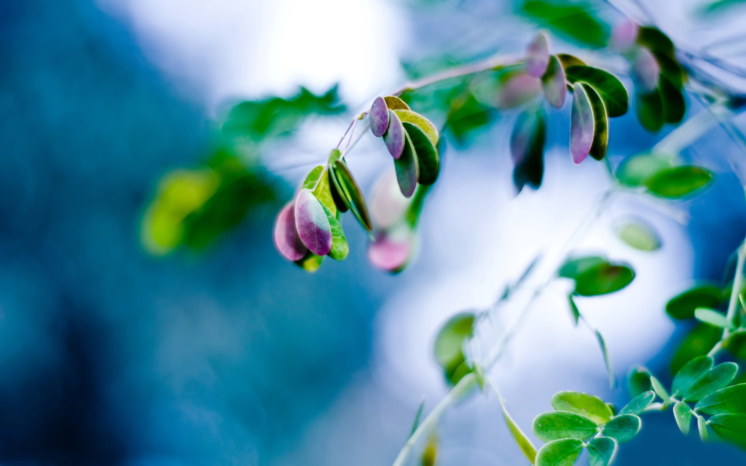 Purple, Leaves, Background, 2K, Fuzzy, Plant, close, Green, moringa, oleifera, HD Wallpaper
