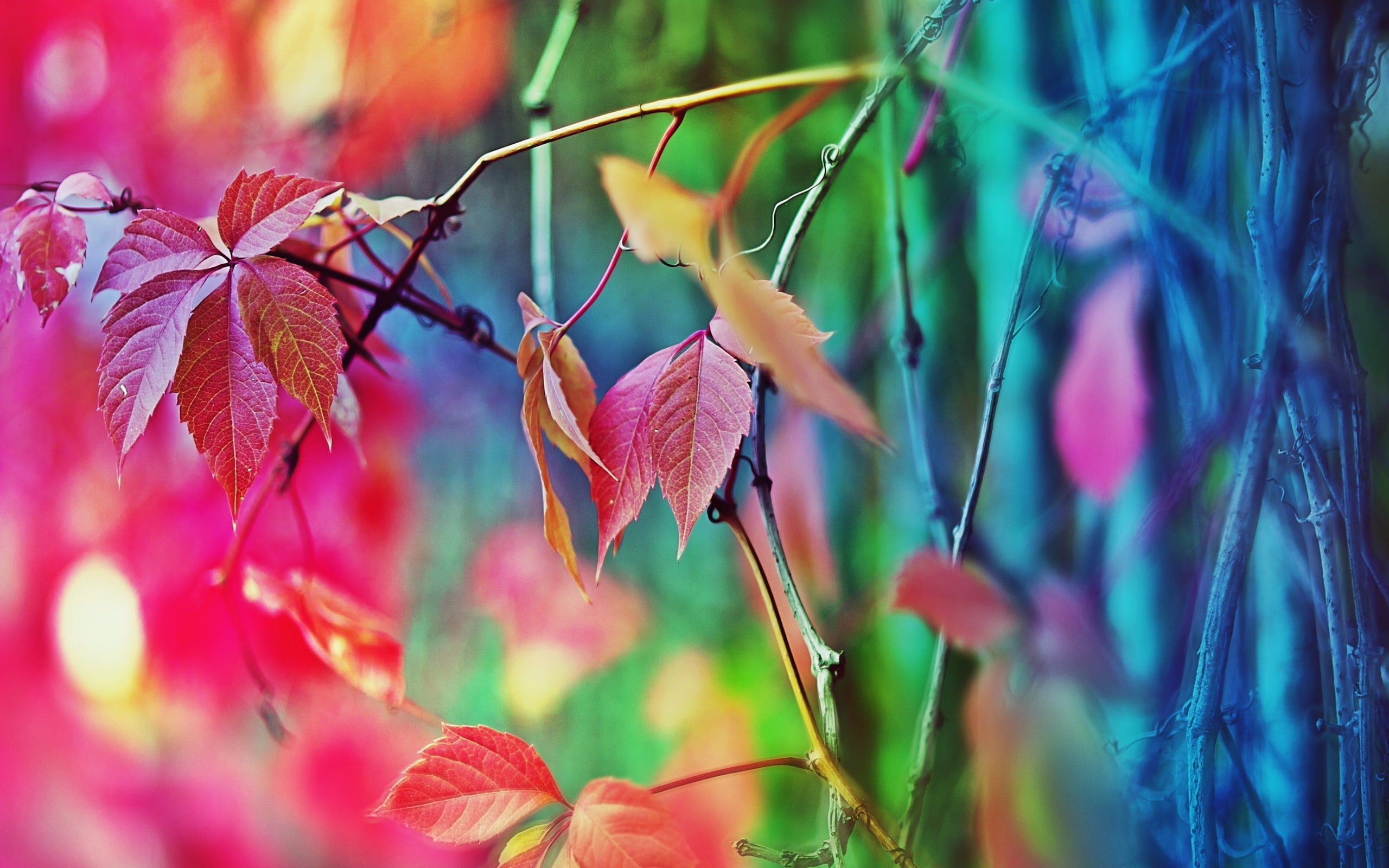 Autumn, Fuzzy, 2K, Leaves, HD Wallpaper