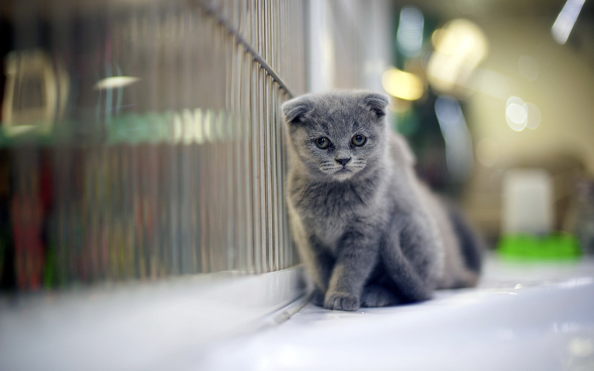Black, Photography, Fuzzy, Kitten, 1080P, Background, Lovely, HD Wallpaper