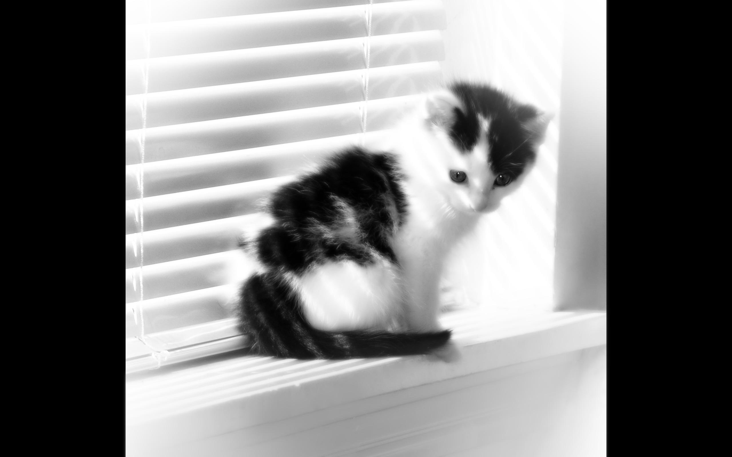 fuzzy, window, 2K, black, animals, black and white, white, kitten, fur, short, HD Wallpaper