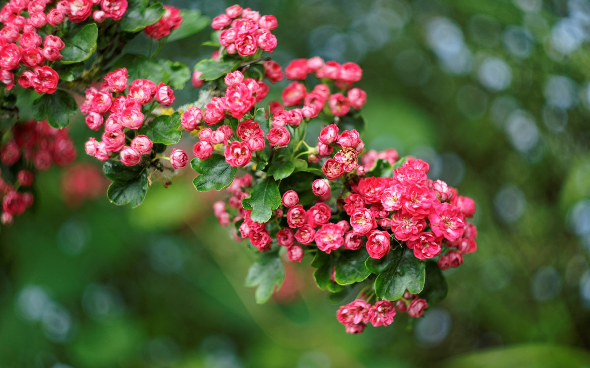 Photography, Flowers, Red, 1080P, Fuzzy, Beautiful, HD Wallpaper