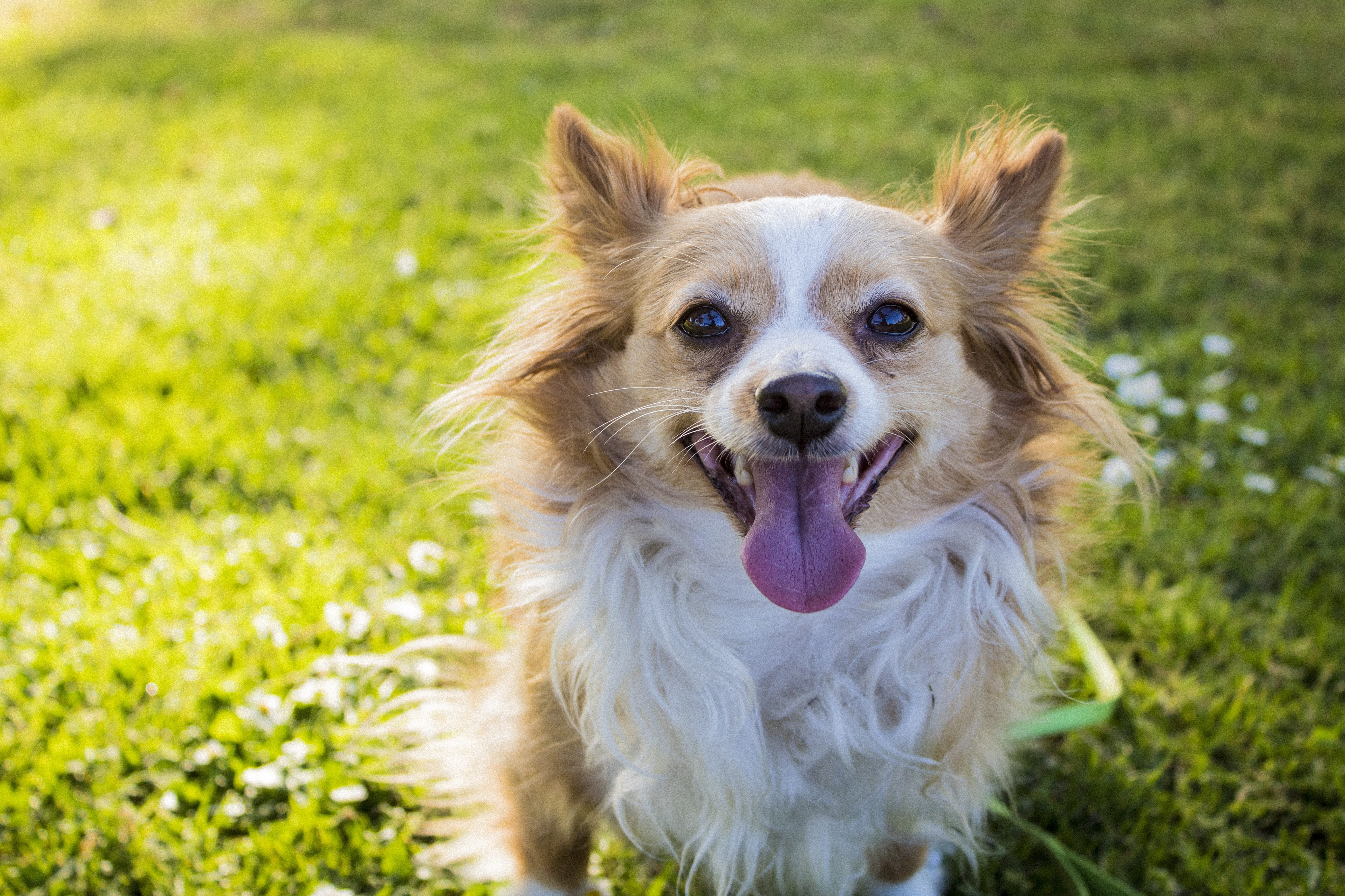 facial expression, pets, tongue, cute, dog, domestic, fuzzy, canine, portrait, nature, animal, panting, happy, spring, small, breed, grass, domestic animals, HD Wallpaper