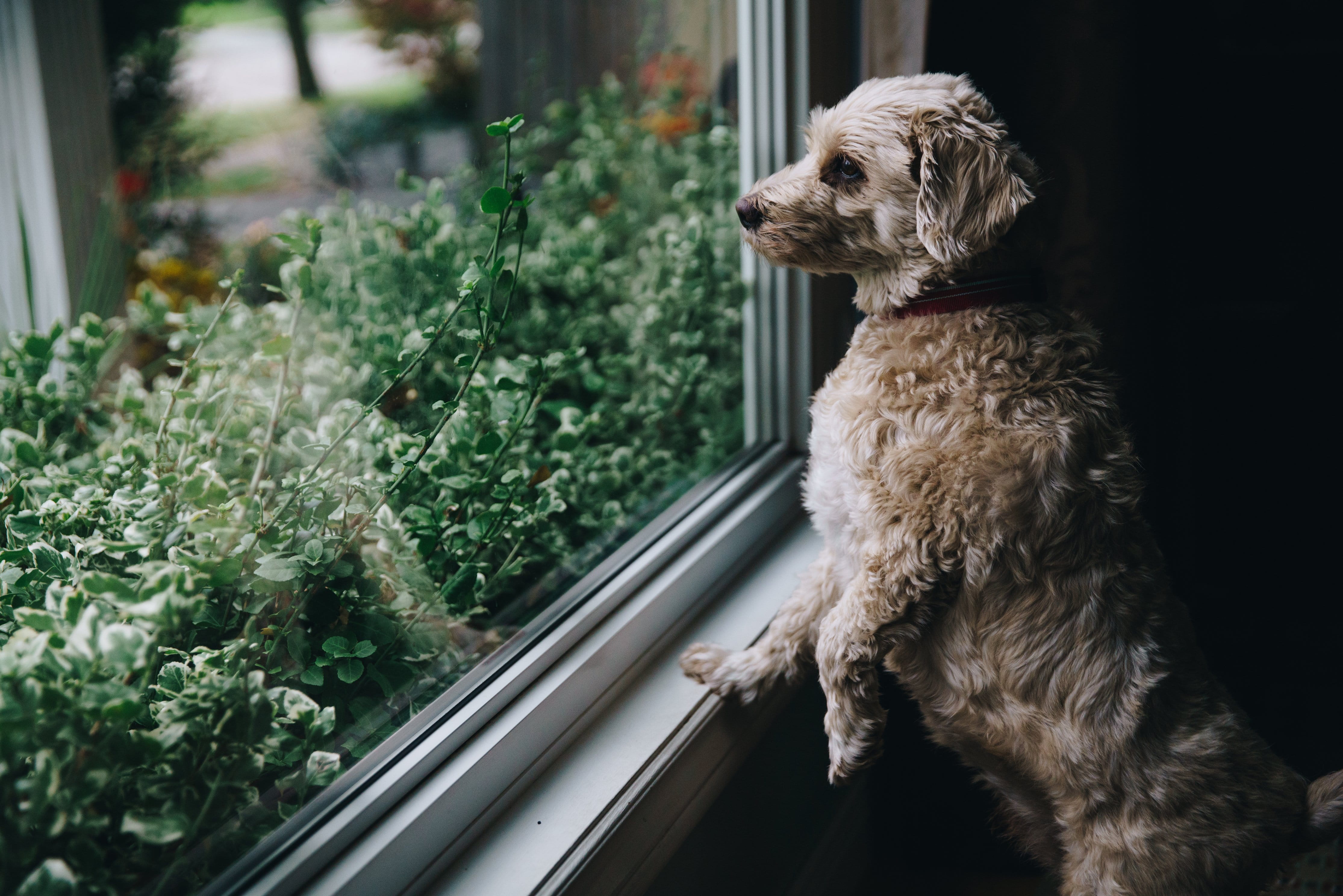 no people, looking away, looking through window, glass - material, looking, animal themes, 4K, dog, plant, canine, Pets, fuzzy, looks, photo, vertebrate, HD Wallpaper
