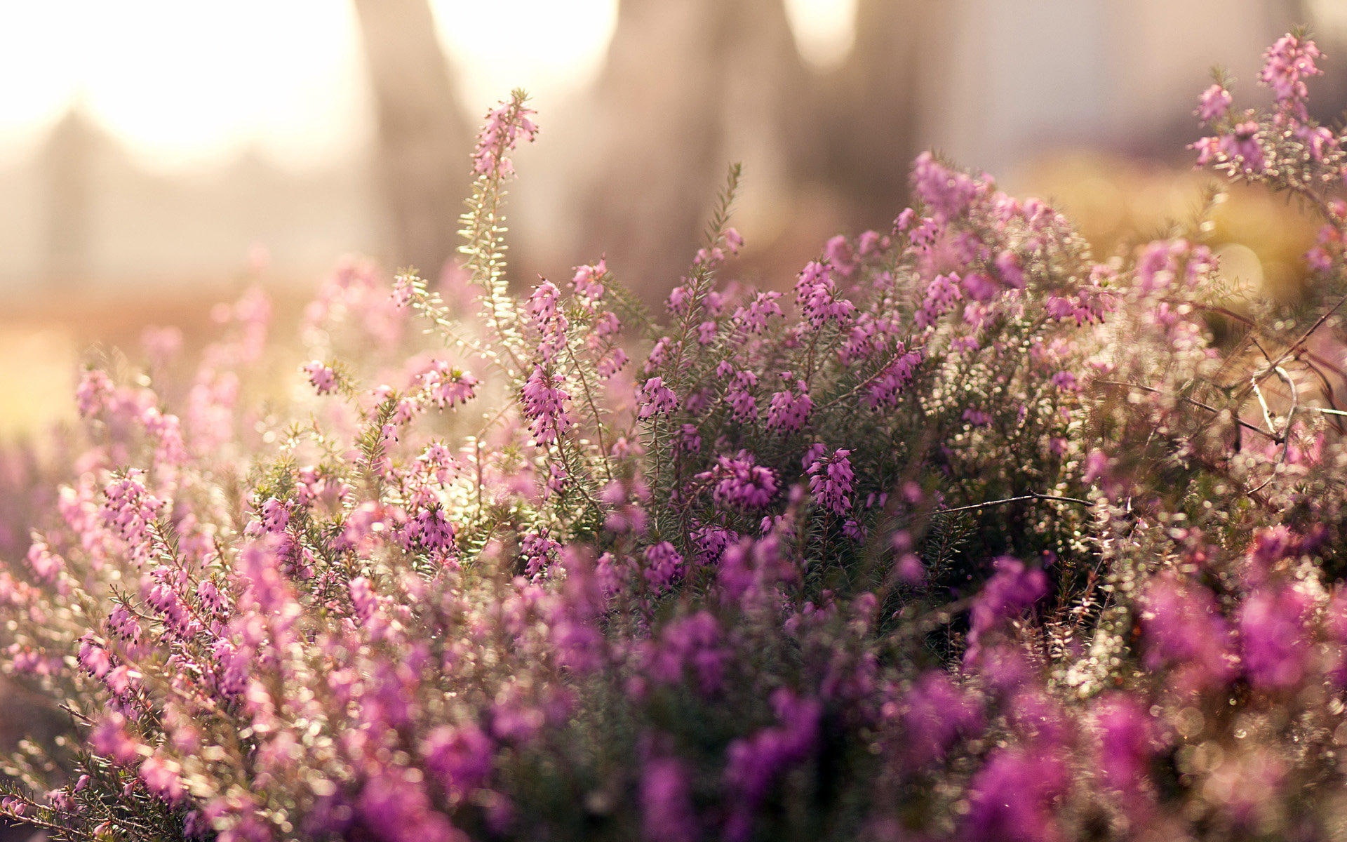 1080P, Fuzzy, Photography, Pink, Flowers, HD Wallpaper