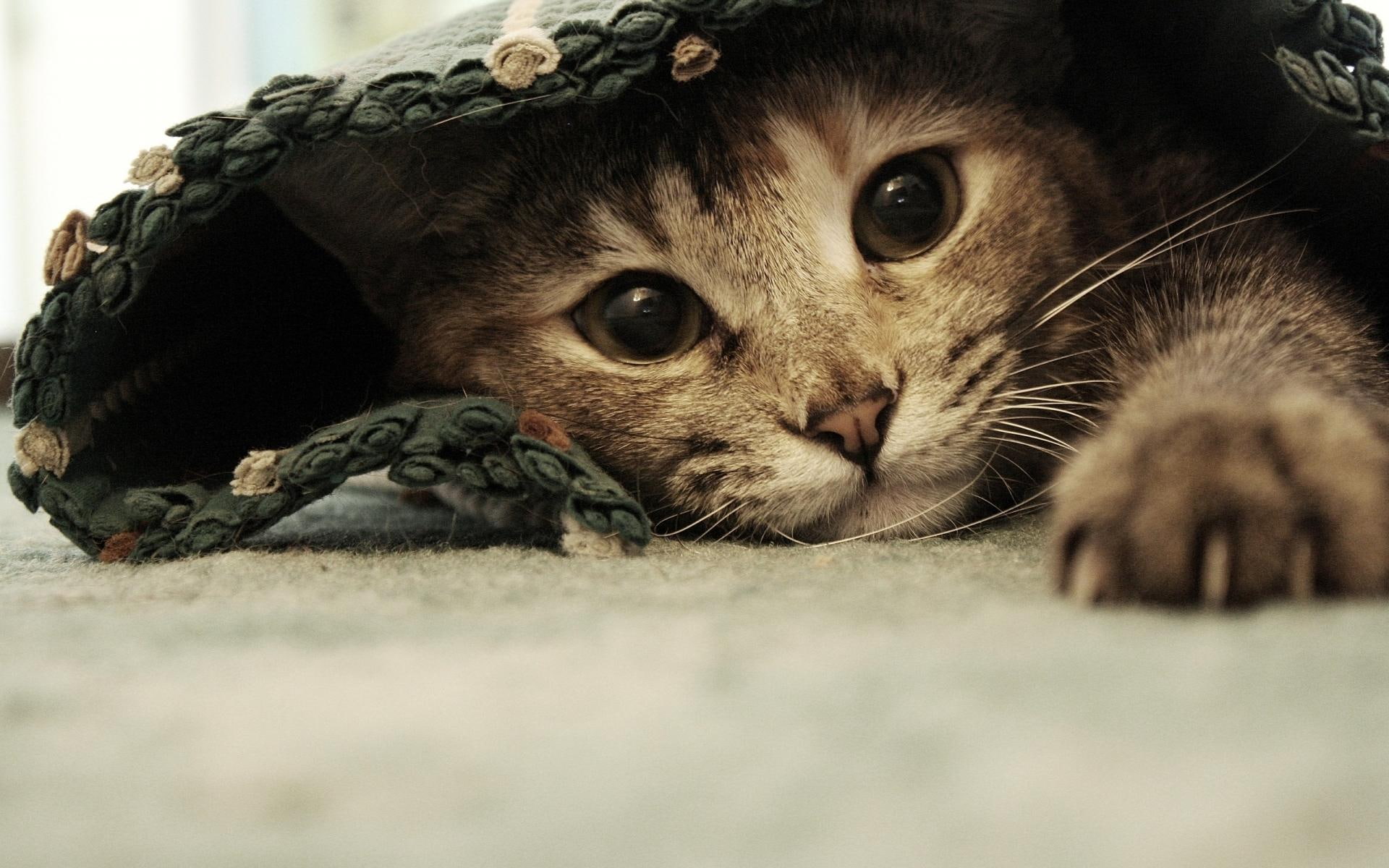 cat, beije, blue, hair, fuzzy, tabby, kitten, boko, ramya, paving, beige, nice, 1080P, photo, cats, brown, sweet, white, carpet, plushy, ramyadevins, HD Wallpaper