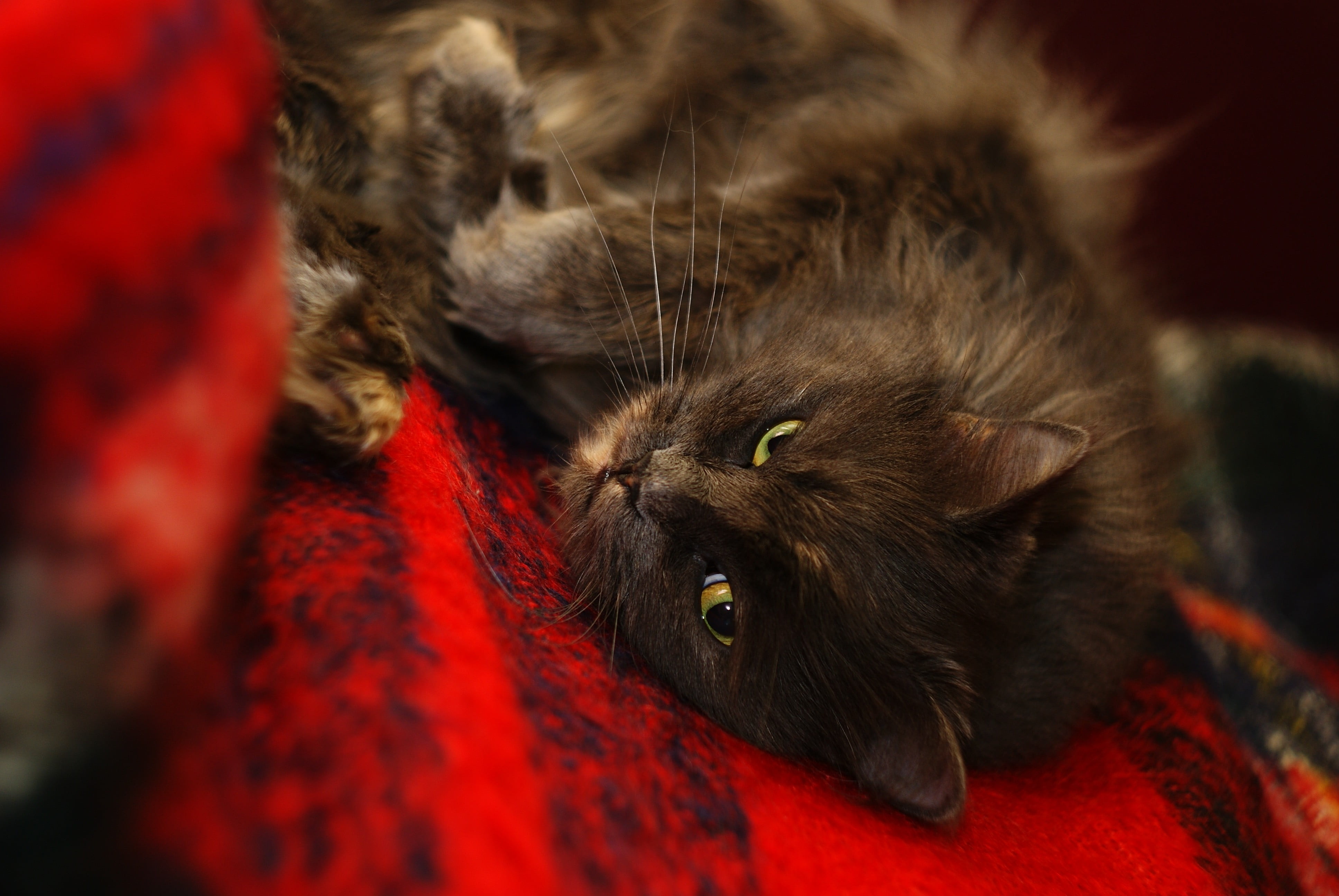 black, animal Eye, one animal, close-up, pets, blanket, feline, muzzle, fun, domestic Animals, fuzzy, vertebrate, kitten, animal themes, looking at camera, HD Wallpaper