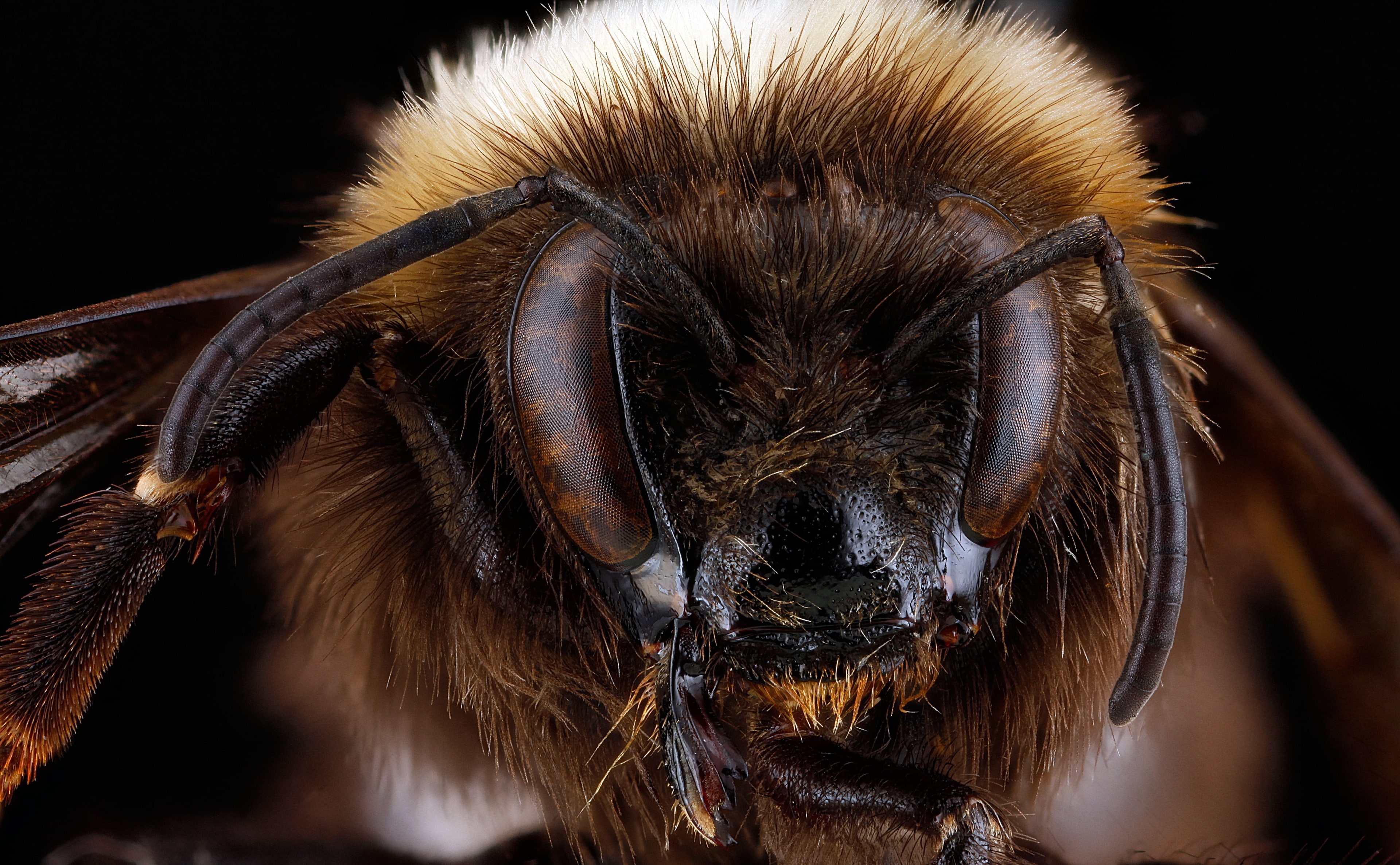 sensoryarray, antennae, animals in the wild, WesternBumblebee, animal wildlife, human face, BombusOccidentalis, Face, Eyes, close-up, 4K, brown, human body part, HD Wallpaper
