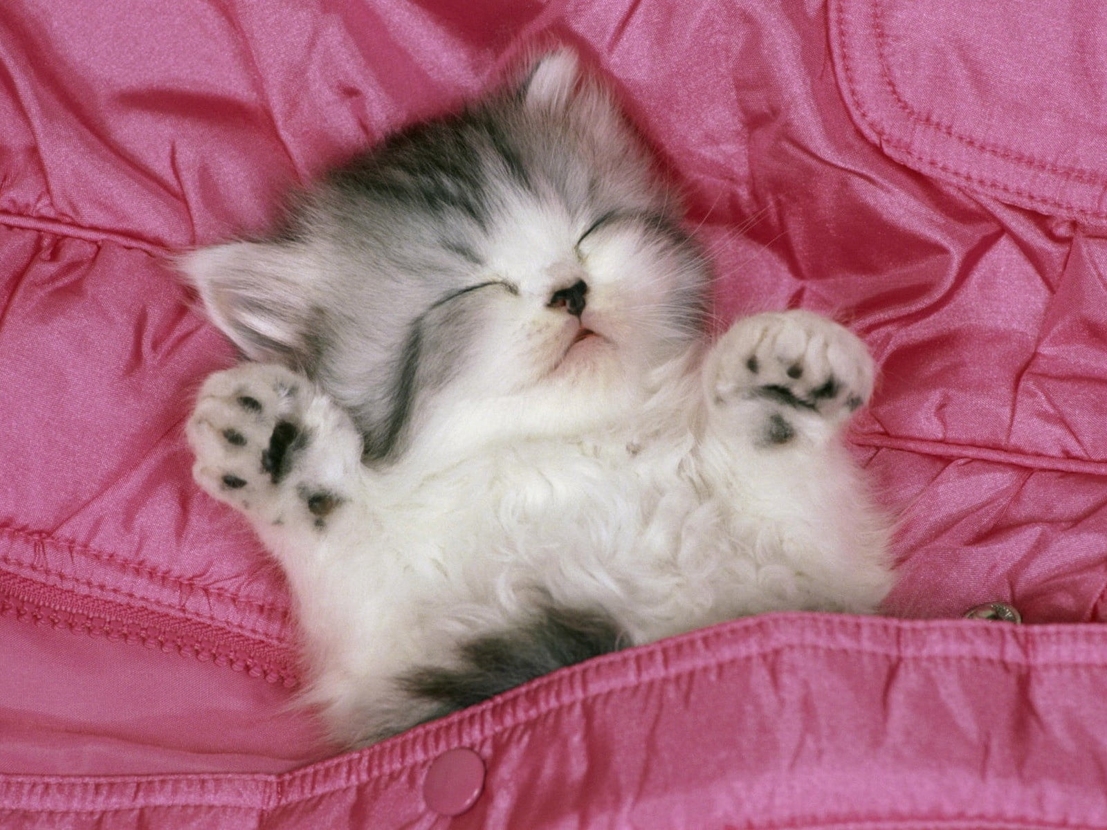furniture, fun, beautiful, looking, domestic Cat, indoors, cat, eyes closed, animal themes, lie down, sleep, white, domestic, domestic Animals, vertebrate, HD Wallpaper