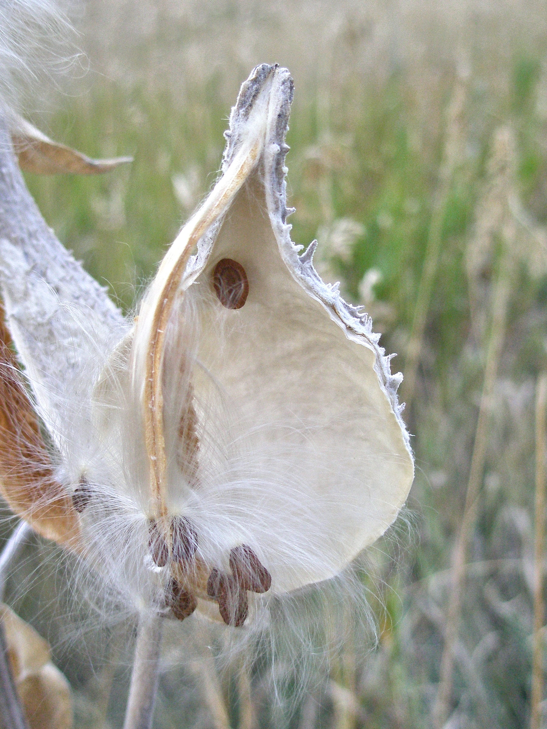 animal themes, wind, vulnerability, dangling, taken, brown, milkweed, focus on foreground, pod, animal body part, softness, growth, close-up, outdoors, Phone HD Wallpaper