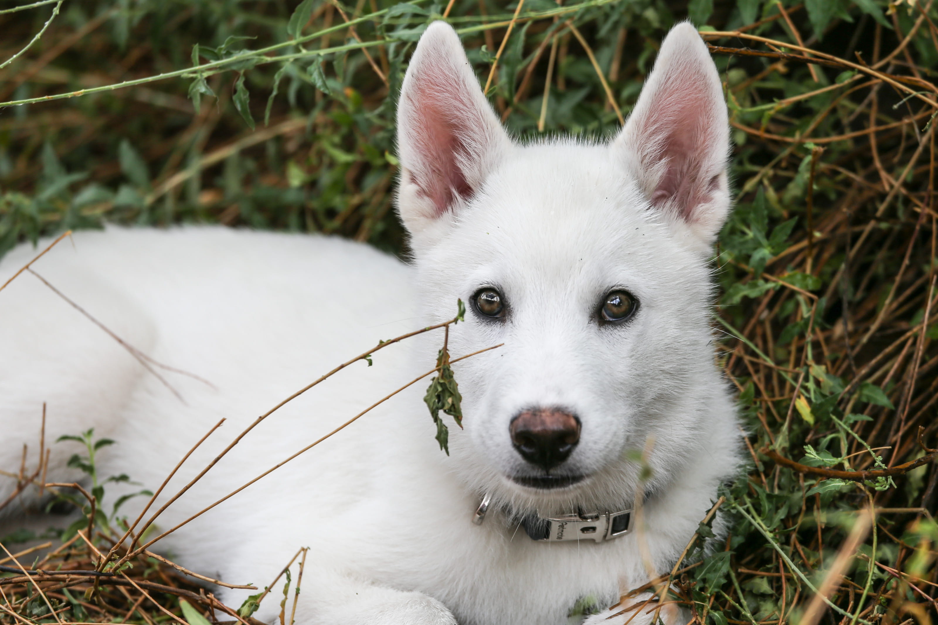 facing camera, pets, white color, Puppy, laying, portrait, one animal, white, pet, pup, animal themes, land, no people, domestic animals, snout, Young, HD Wallpaper
