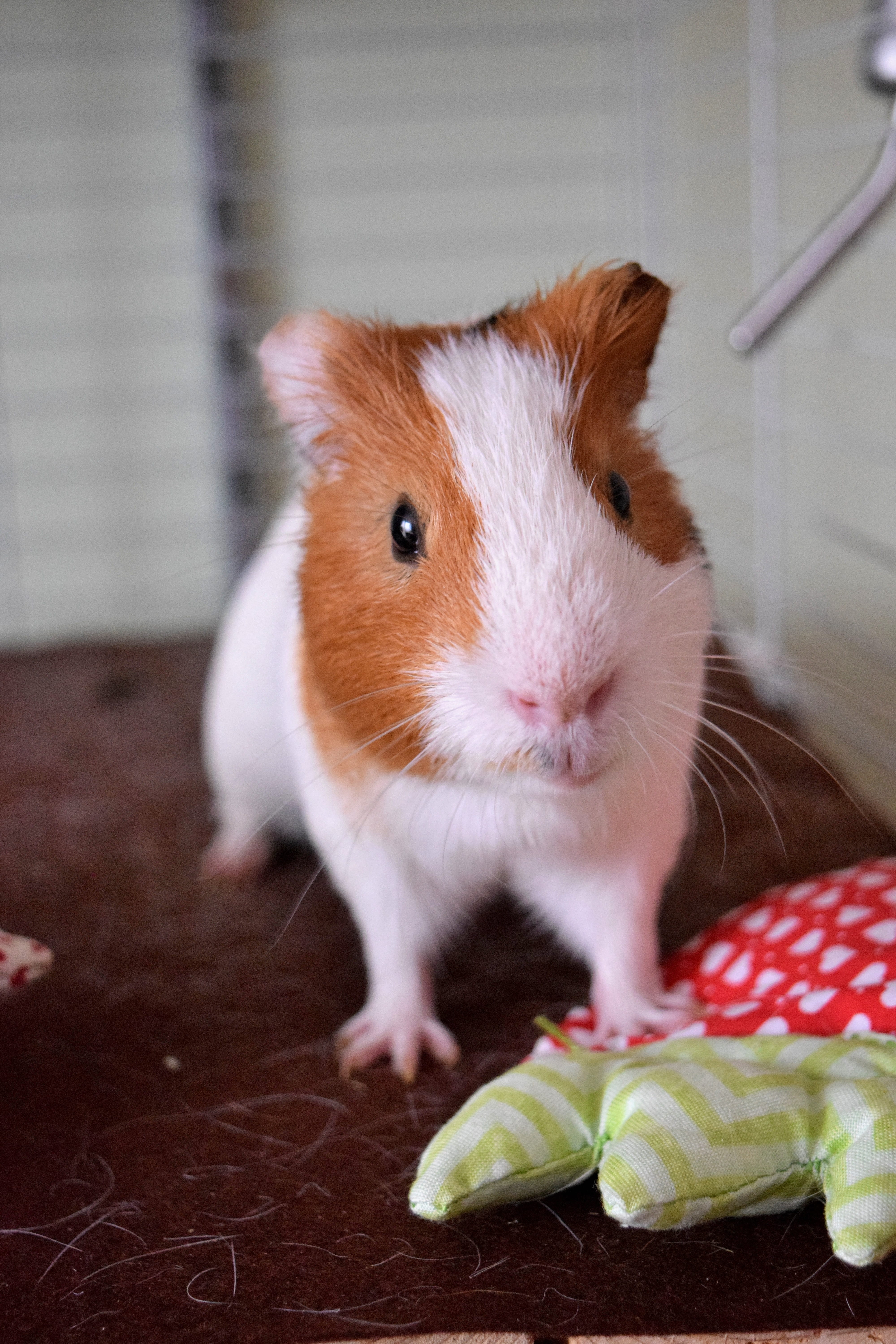 cavia, vertebrate, pet, mammal, looking at camera, 5K, guinea, white, portrait, animal wildlife, Guinea Pig, cute, adorable, flooring, lovely, domestic, Phone HD Wallpaper