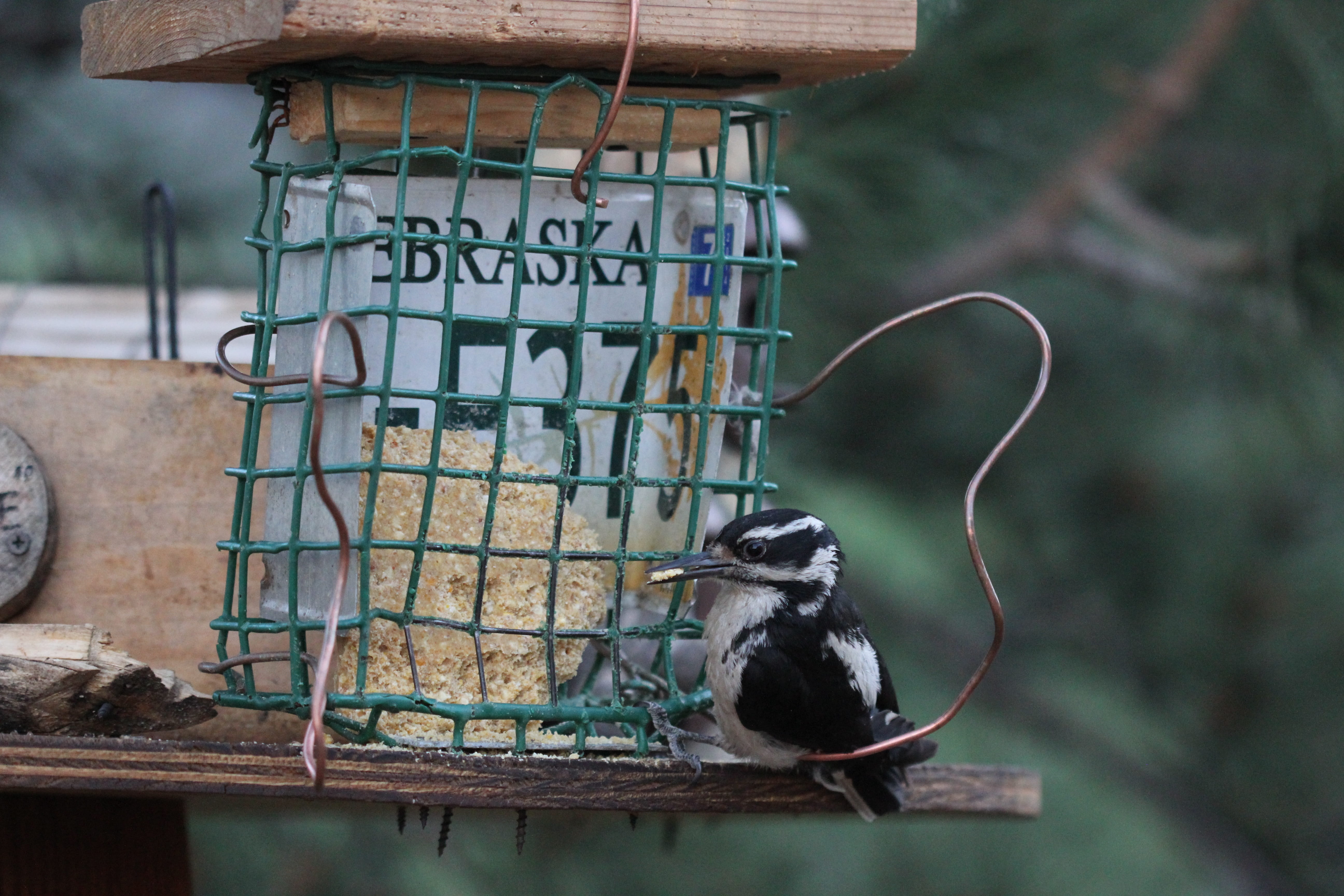 animals in the wild, fuzzy, animal, cute, perching, plant, vertebrate, animal themes, food and drink, focus on foreground, nature, outdoors, downy woodpecker, HD Wallpaper