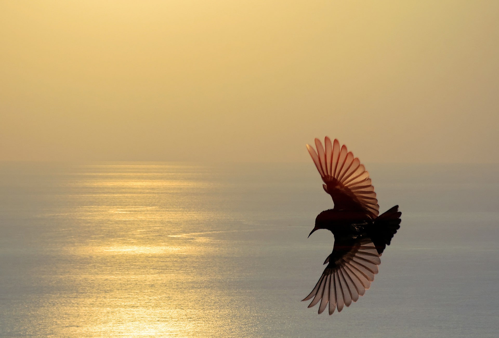 brown, Sea, flight, Sunset, 1080P, Bird, black, wings, silhouette, HD Wallpaper