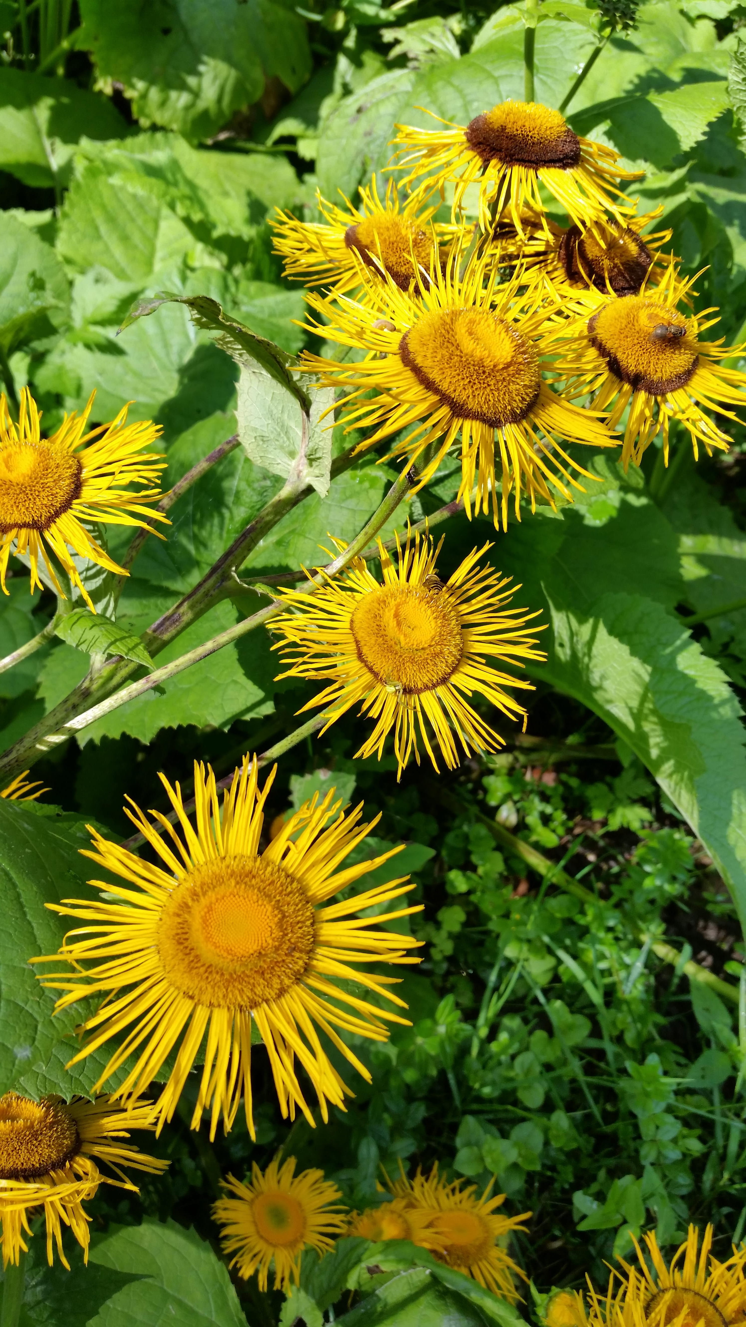growth, flowers, close-up, beauty in nature, nature, flower, colorful, outdoors, floral, sunflower, green color, vulnerability, elecampane, 5K, inflorescence, Phone HD Wallpaper