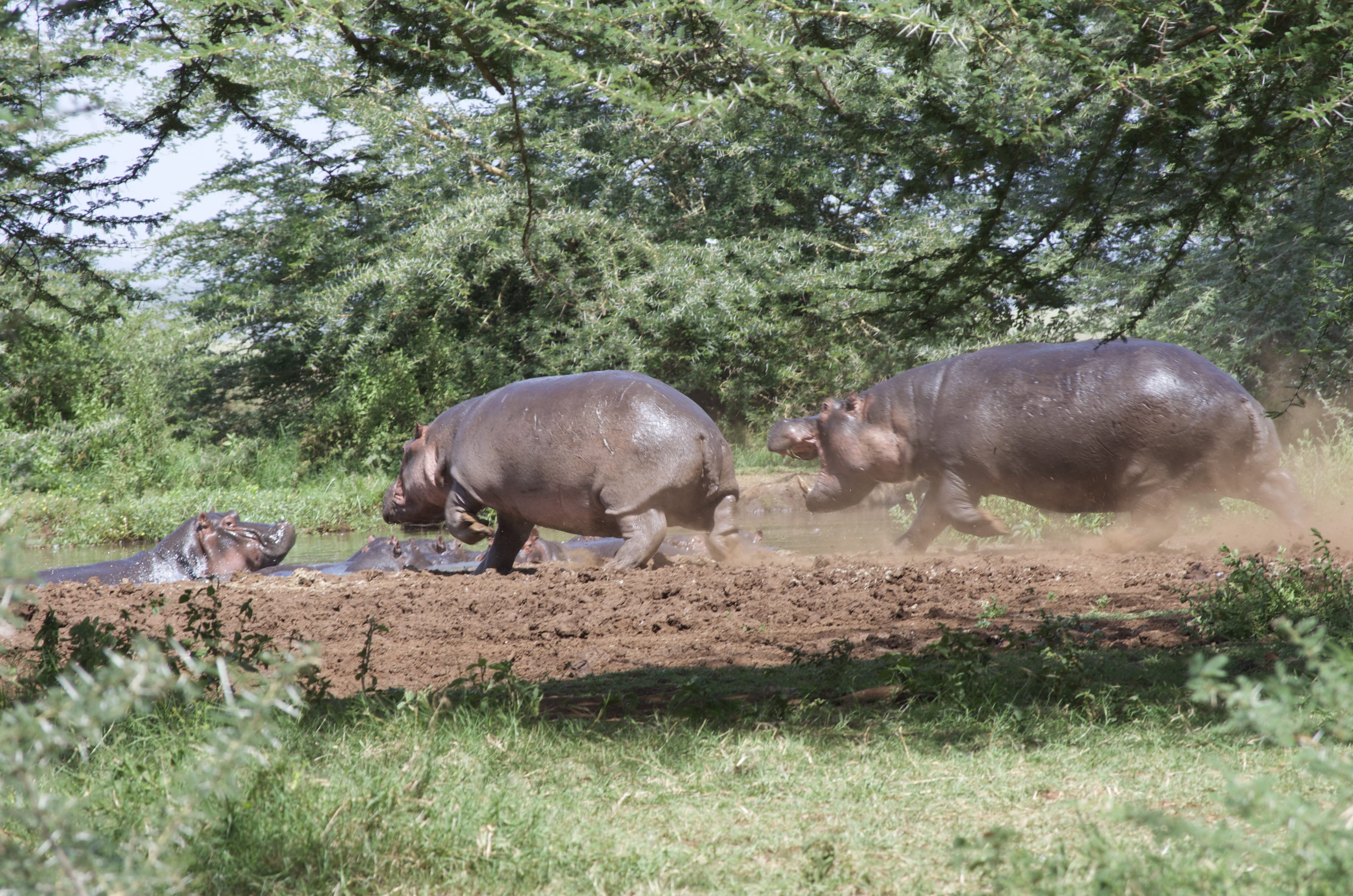 no people, Nature, day, animal family, Green, 4K, growth, Tanzania, water, animal, outdoors, herbivorous, field, mammal, tree, group of animals, pets, HD Wallpaper