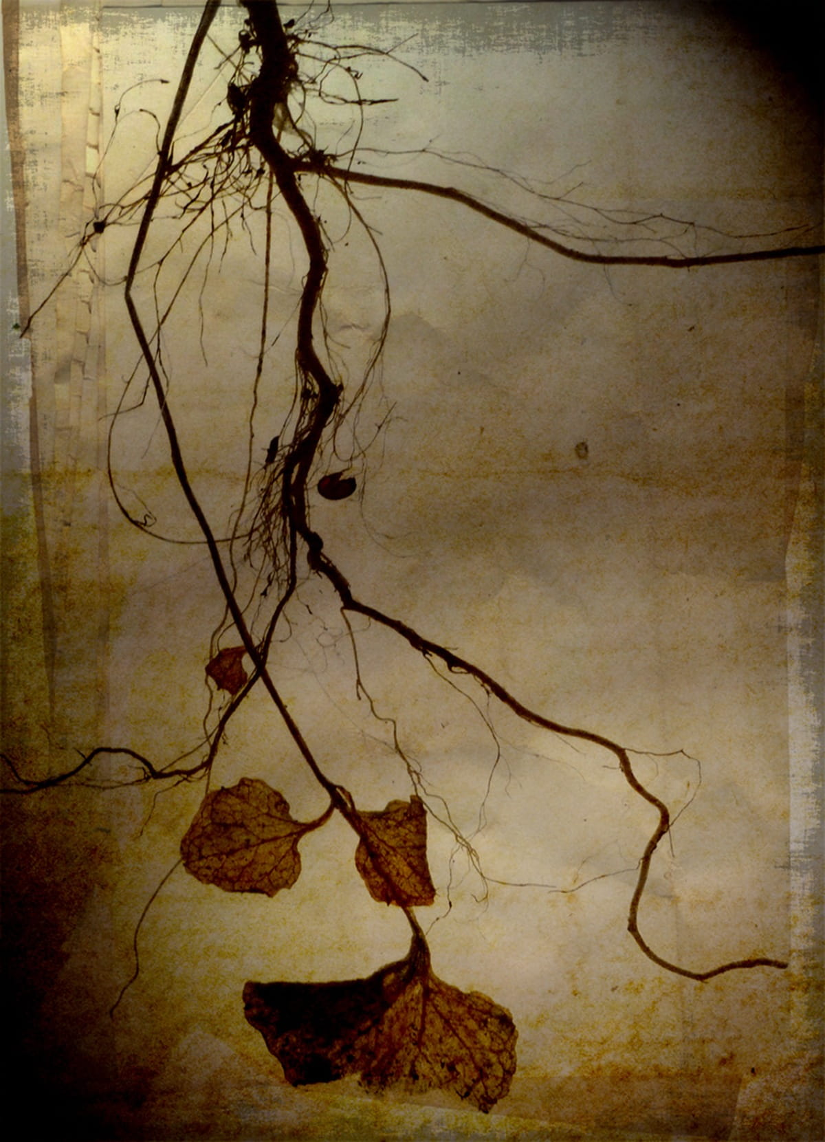 paint, art and craft, Hanging, branch, art, dried, autumn, withered, abstract, 720P, leaves, Roots, auto post production filter, close-up, Painted, photo, Phone HD Wallpaper