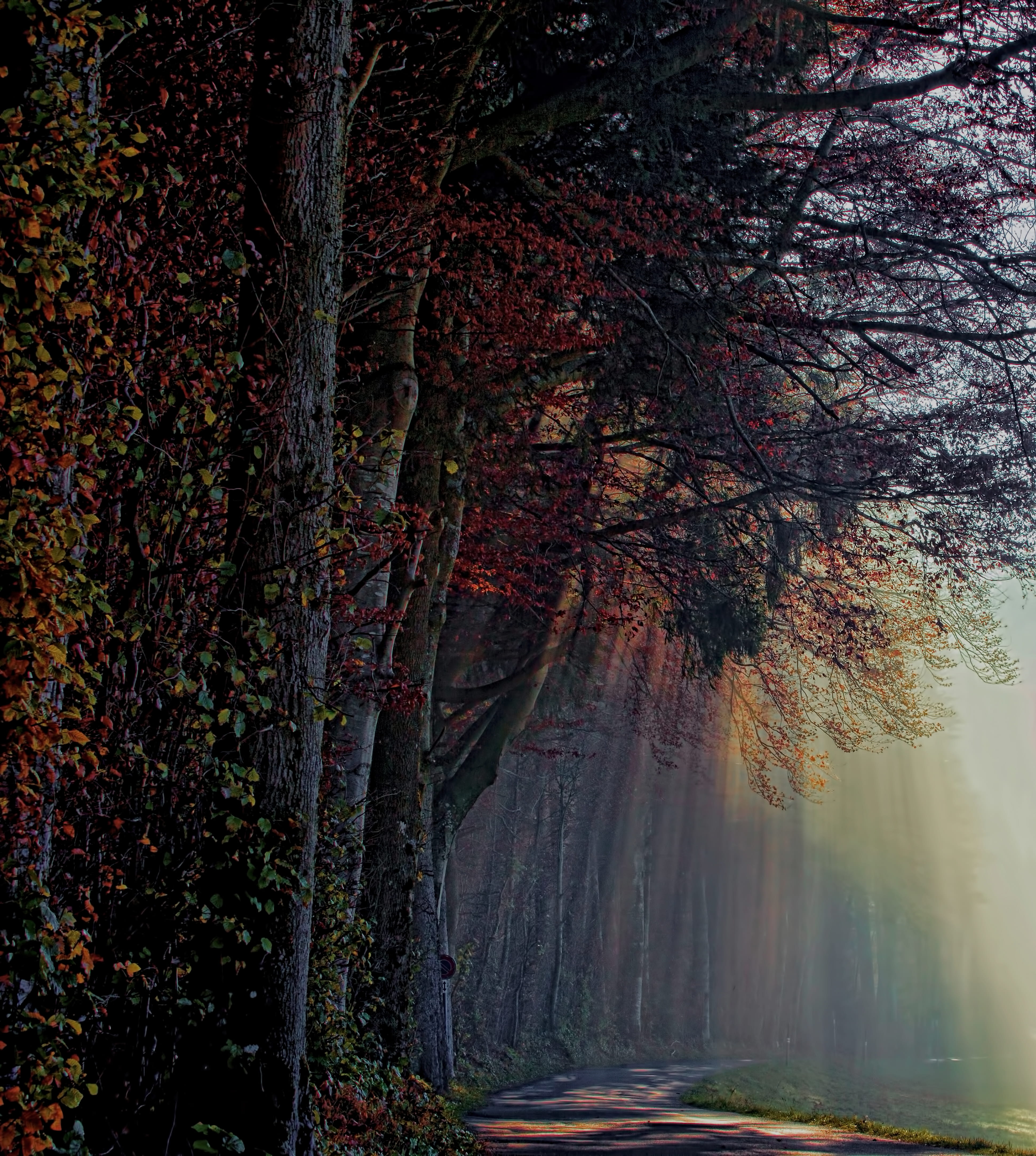 day, growth, orange, painting, fog, plant, tranquil scene, tranquility, tree, no people, mist, treelined, beauty in nature, the way forward, green, branch, Phone HD Wallpaper