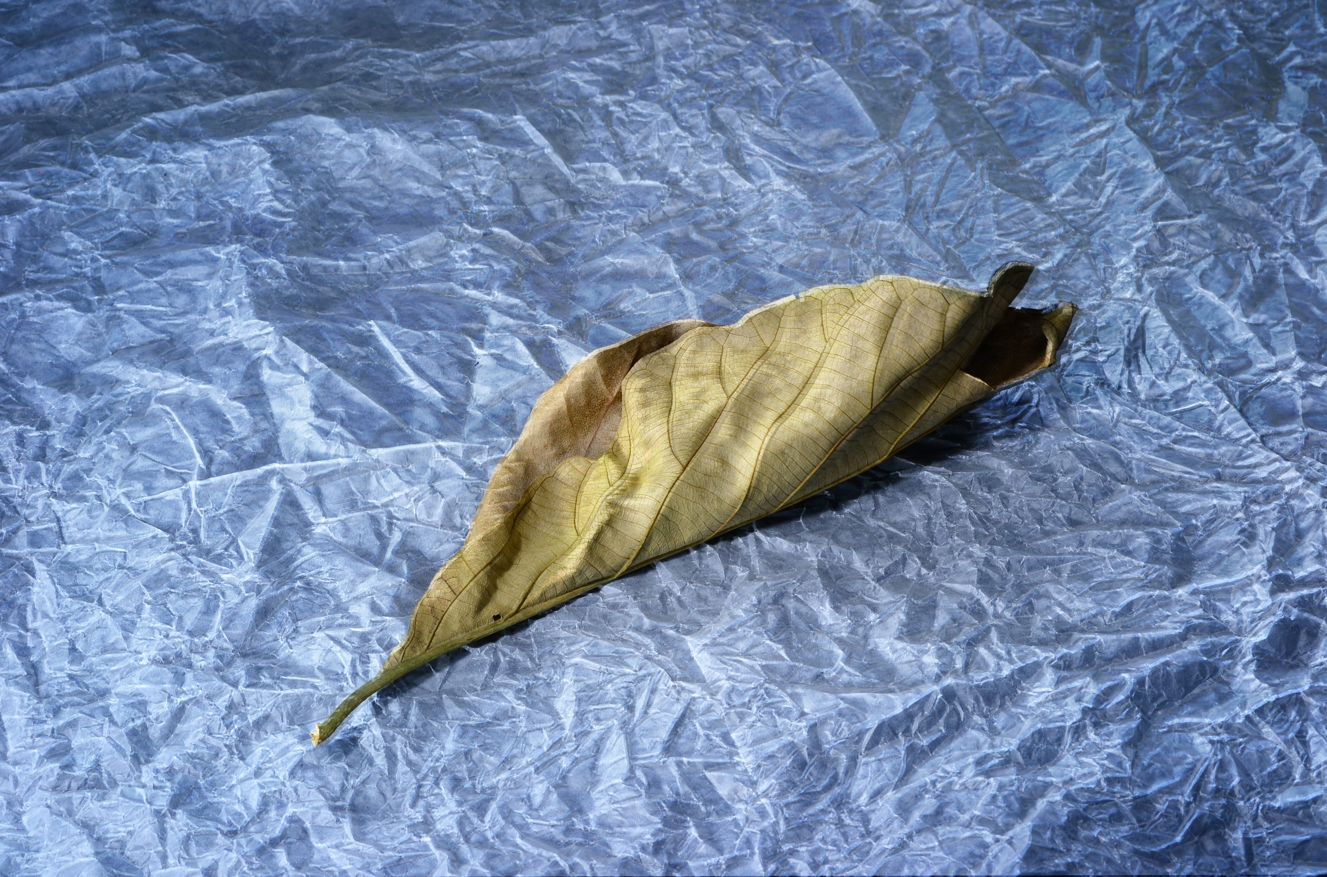 food and drink, old leaf, sad, directly above, ceylon, plant part, sri lanka, moody, day, sheet, indoors, crumpled, high angle view, nature, close-up, light, HD Wallpaper