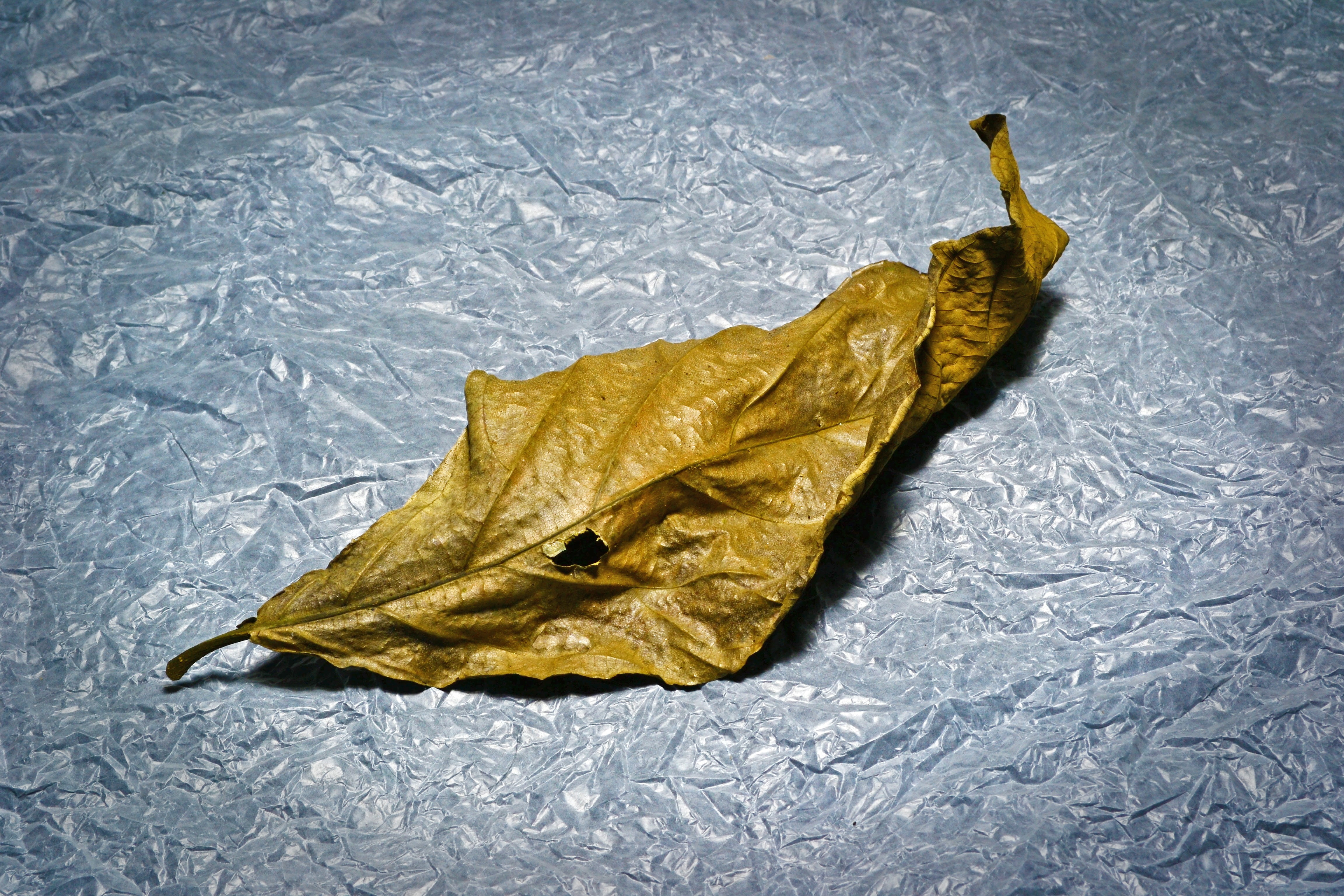 light, leaf, change, mawanella, indoors, still life, vulnerability, yellow, high angle view, no people, ceylon, autumn, nature, tissue paper, old leaf, HD Wallpaper