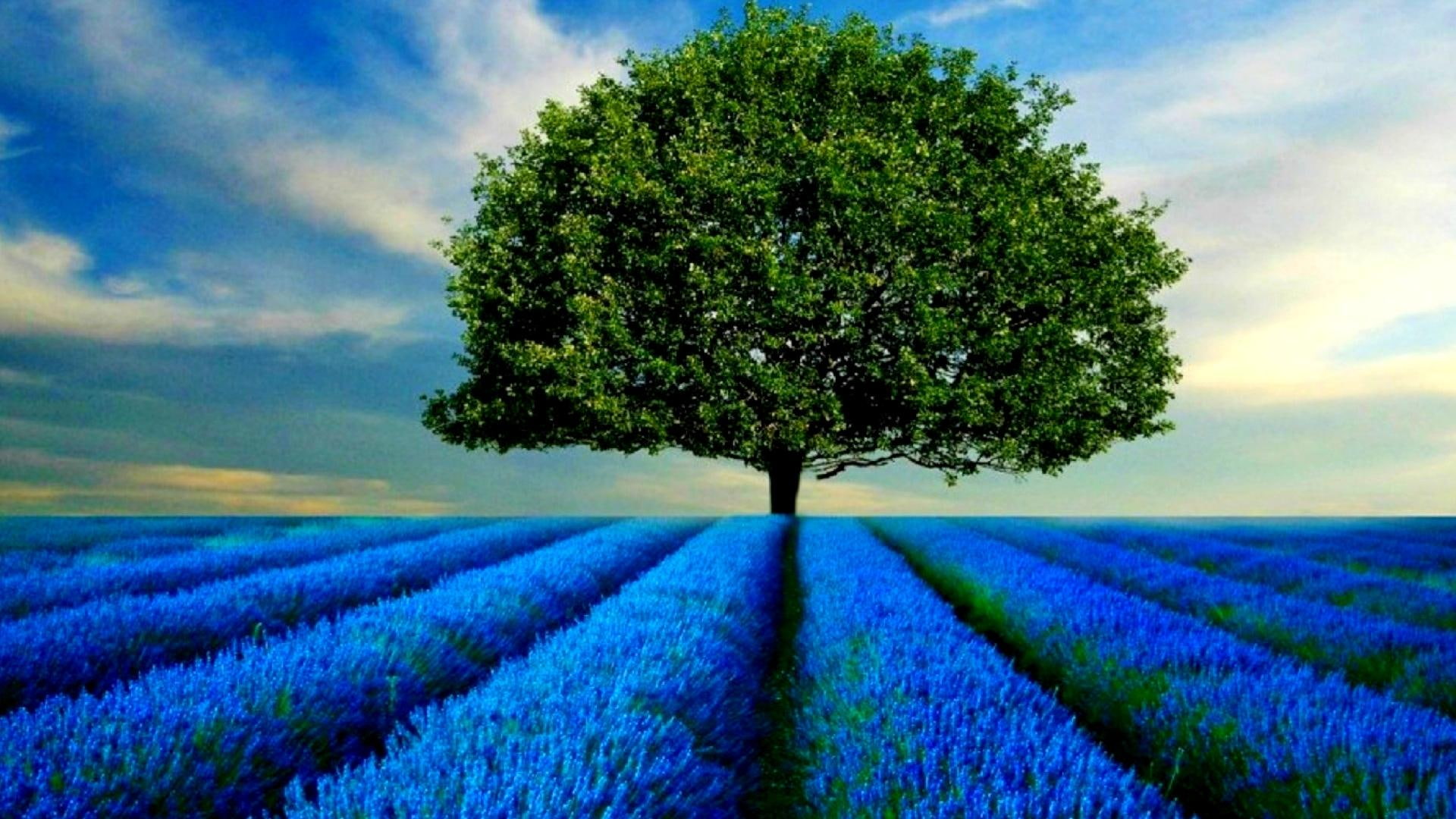 lavender, leaf, alone, painting, green, blue, tree, nature, petal, field, standing, surrounded, flower, 1080P, HD Wallpaper