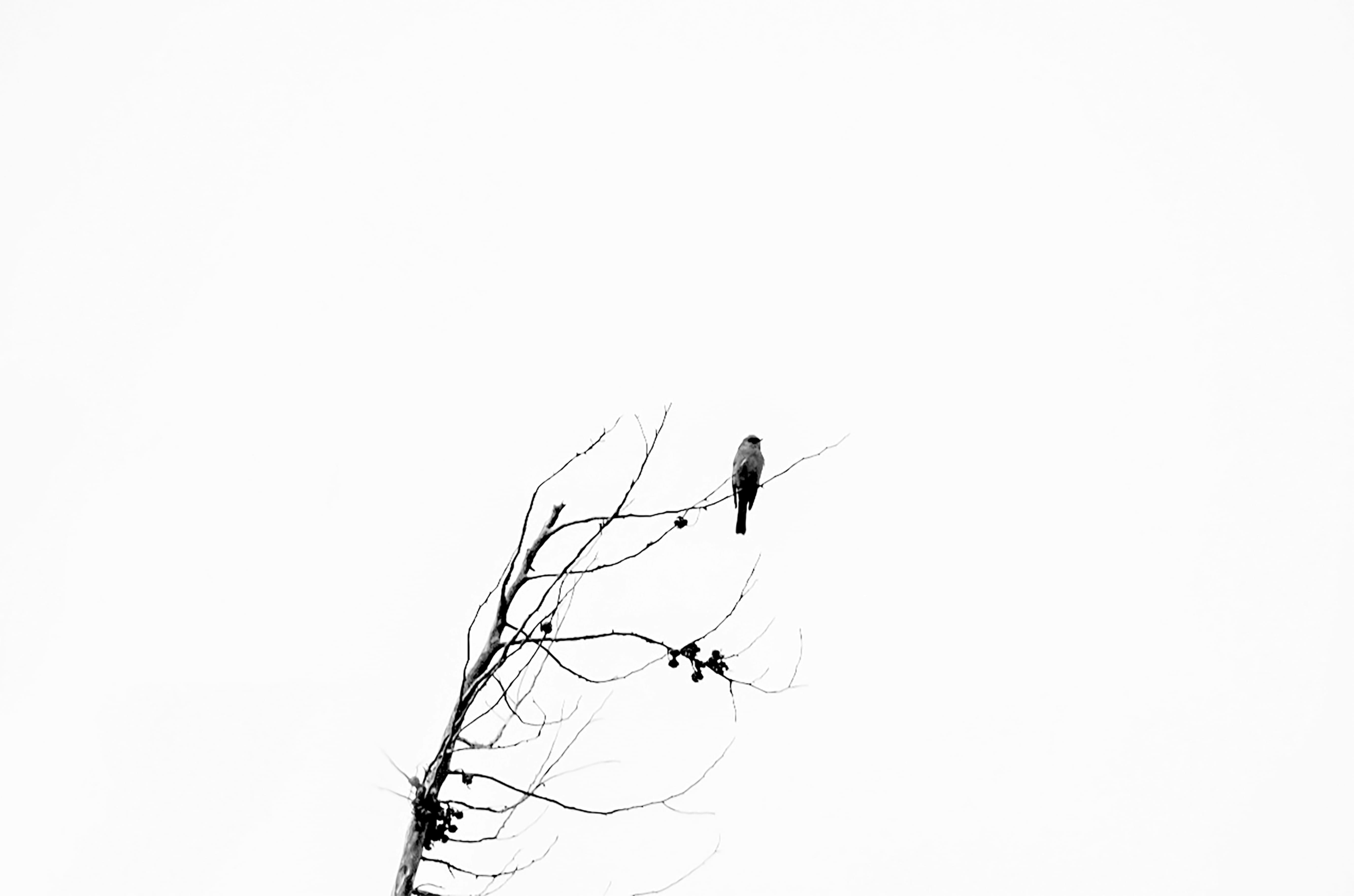 blackandwhite, sky, summer, animal themes, india, autumn, tree, bird, falls, one animal, loner, day, photography, 5K, plant, clearsky, vertebrate, forest, HD Wallpaper