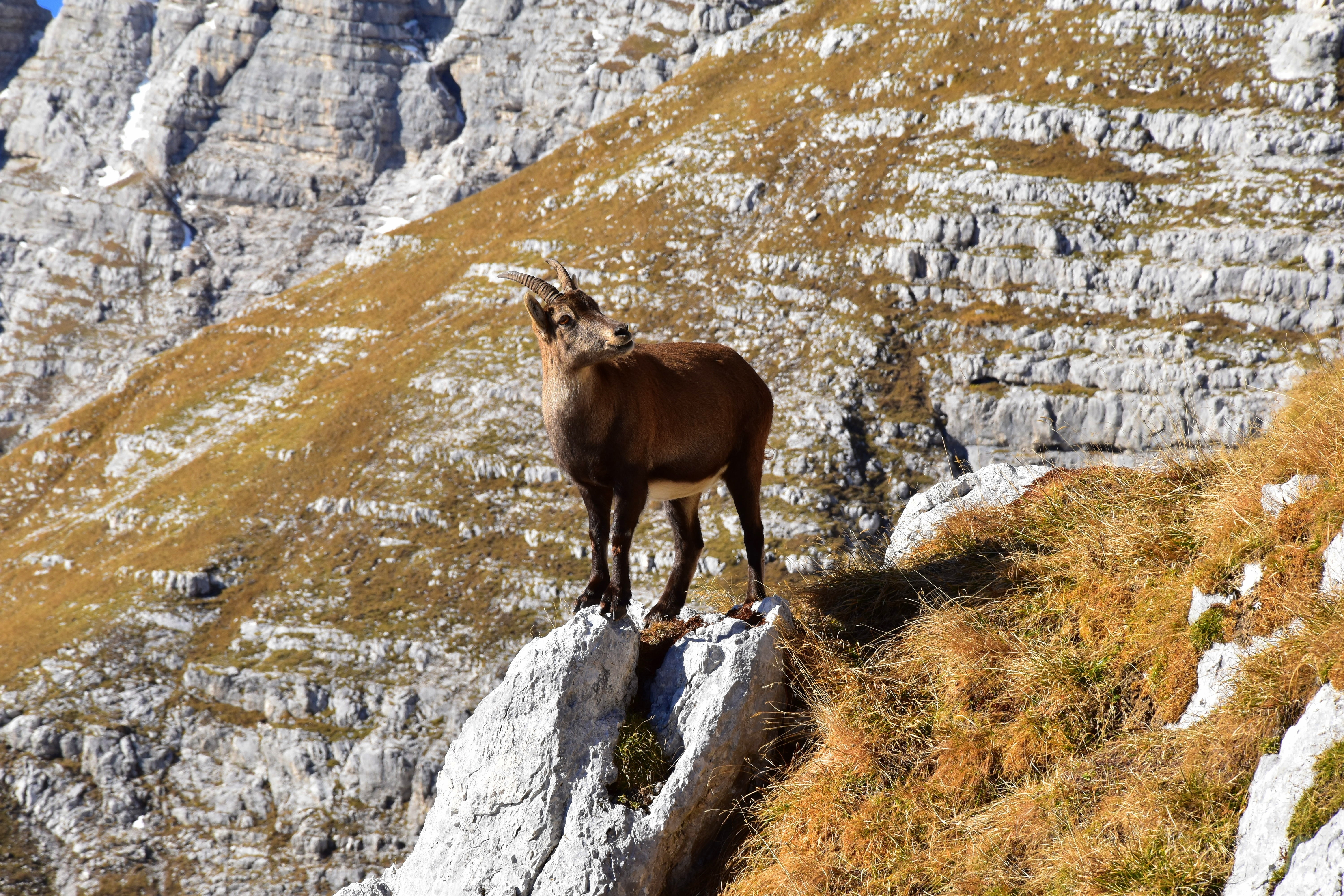 mountain, one animal, mammal, domestic, animal, loner, animal wildlife, domestic animals, granite, 5K, nature, animals in the wild, rock - object, vertebrate, HD Wallpaper