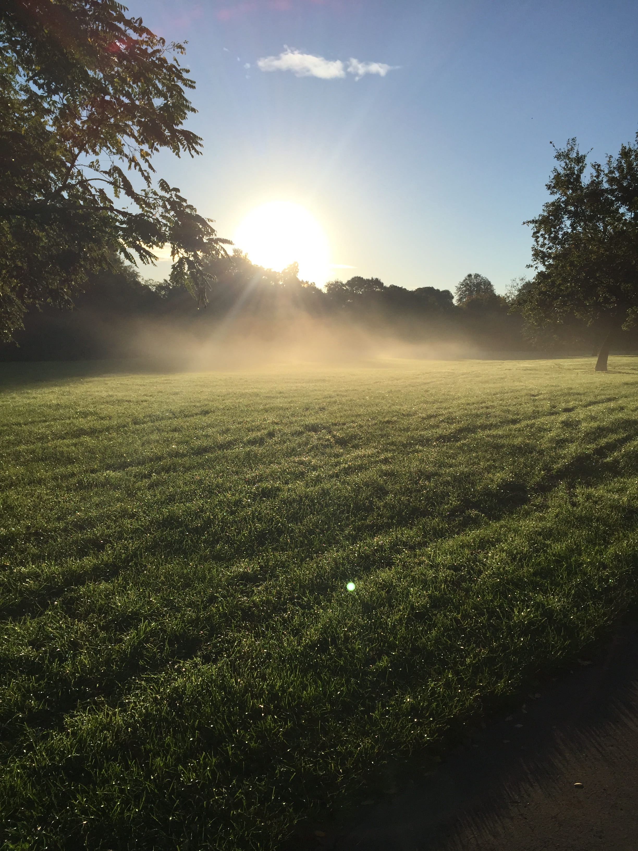 2K, beauty in nature, Morning, outdoors, grass, green color, park, agriculture, bright, sky, autumn, sun, light, season, Sunrise, dawn, tree, sunlight, Phone HD Wallpaper