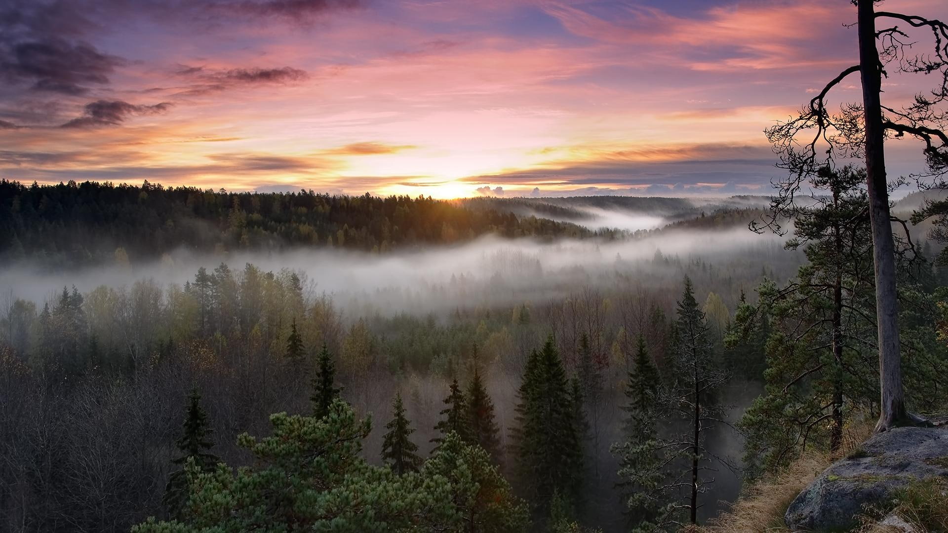 view, forest, foggy, nature and landscapes, photo, mist, national, park, mountain, 1080P, noux, finl, morning, HD Wallpaper