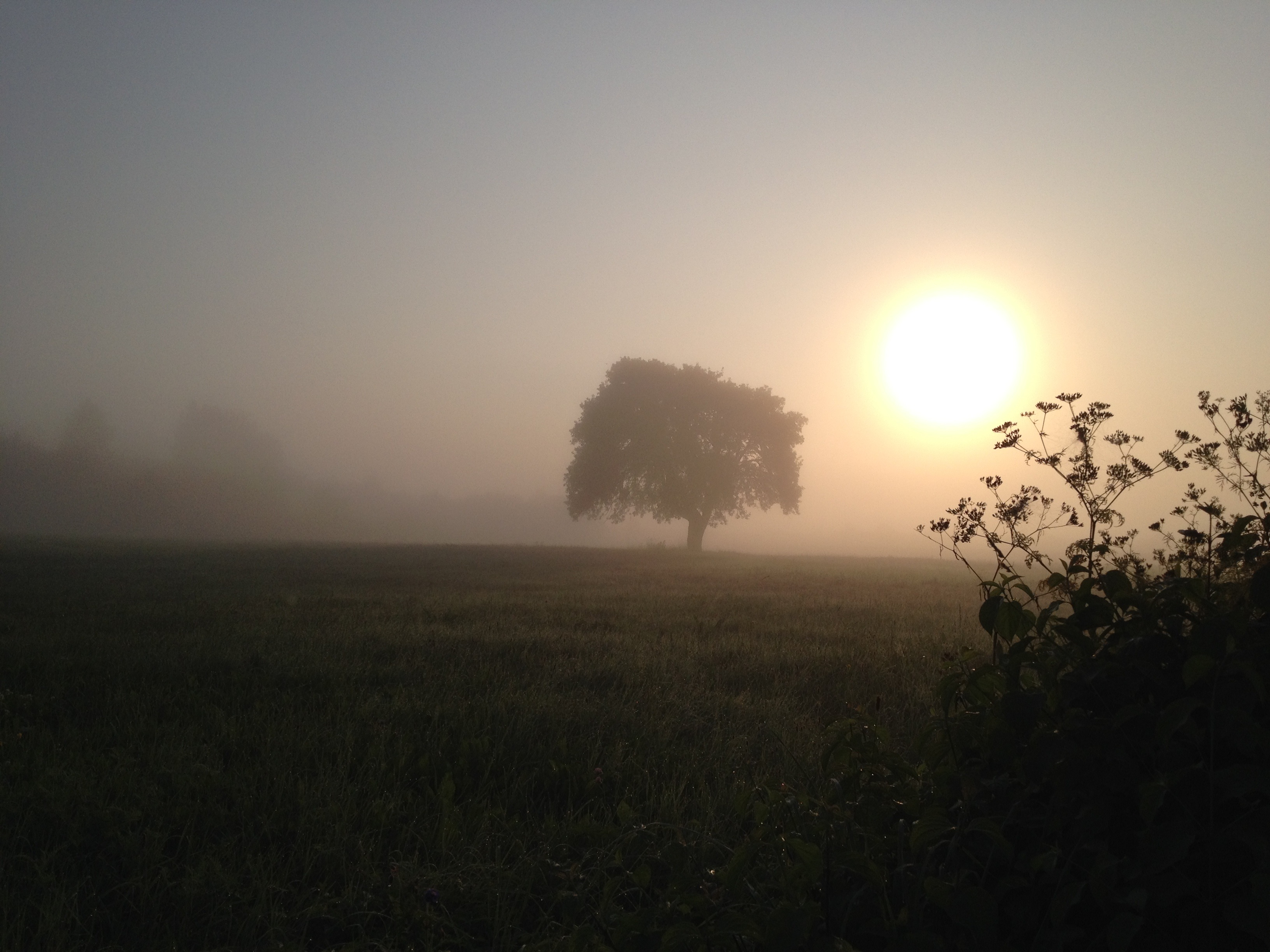 landscape, beauty in nature, no people, environment, plant, hazy, mood, non-urban scene, lens flare, tree, golden, bright, field, sky, fog, sun, land, growth, HD Wallpaper