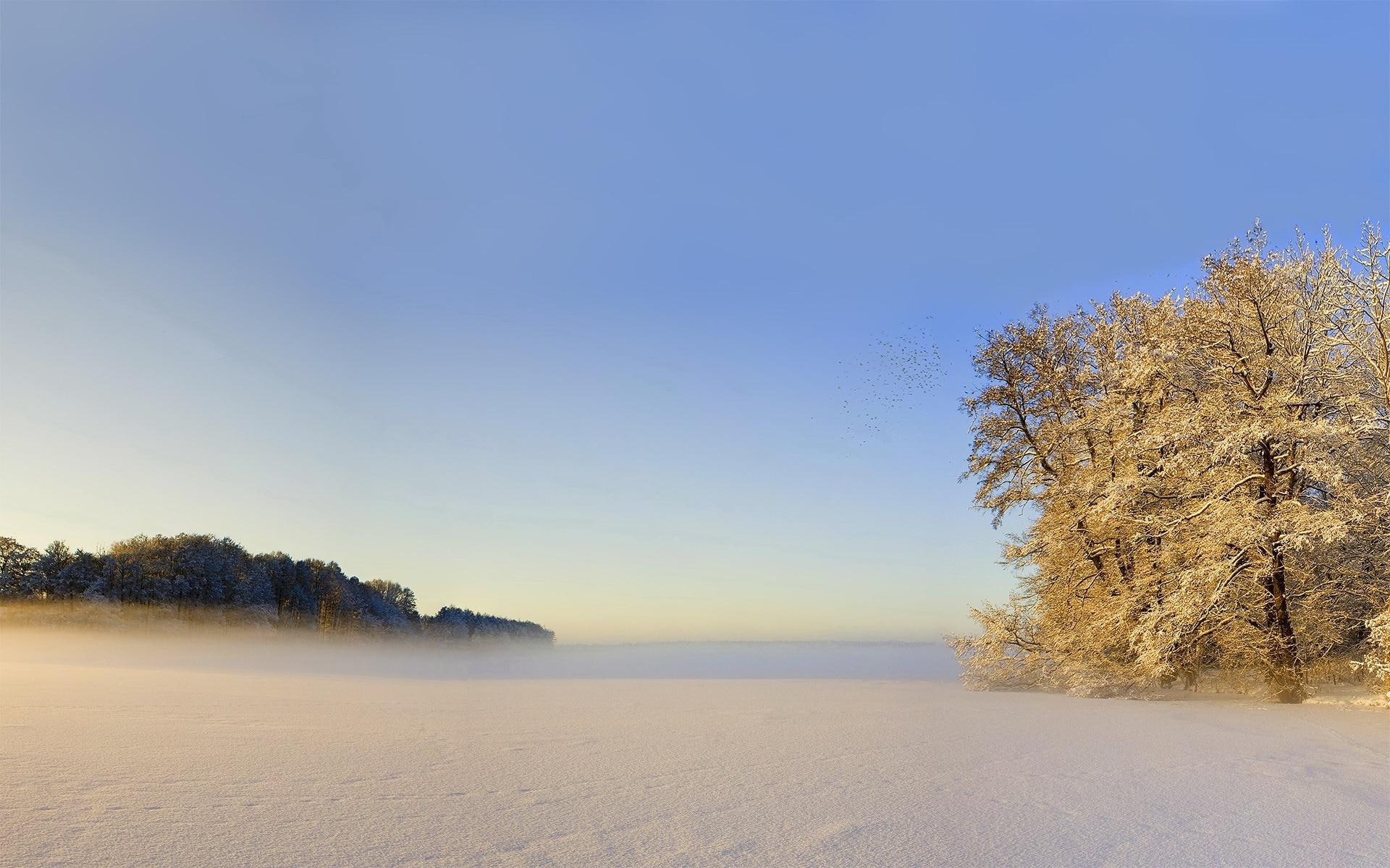 foggy, tree, sand, winter, snow, 1080P, morning, beach, nature, 1920x1200, white, field, HD Wallpaper