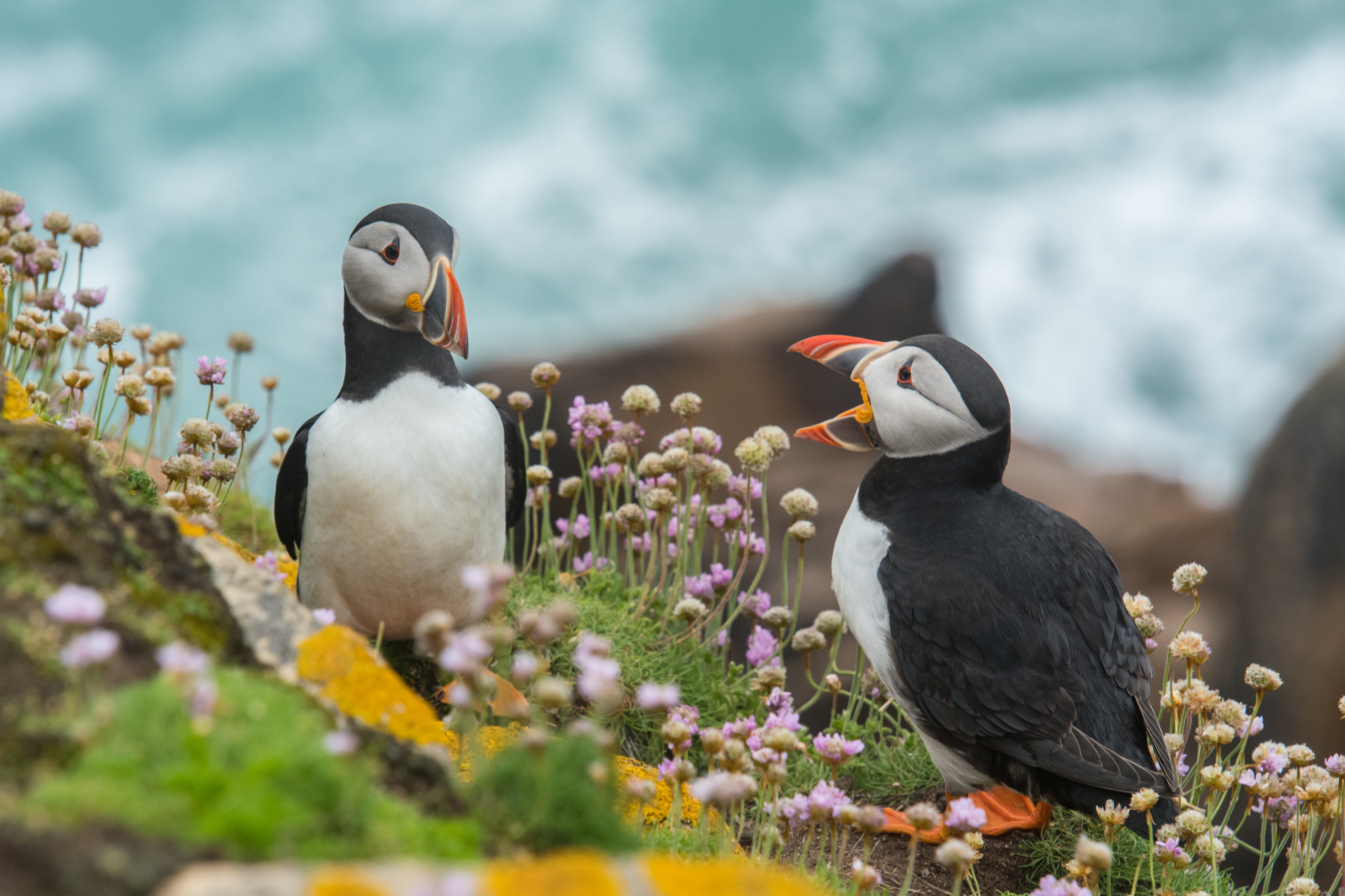 wildlifephotography, day, beak, animal wildlife, rocks, white, selective focus, coastline, clif, black, animals in the wild, birds, bed, beauty in nature, HD Wallpaper