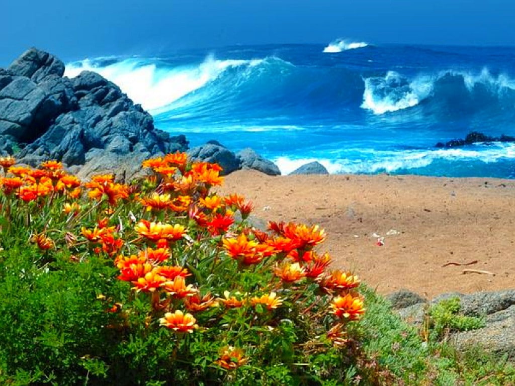 flowers, Cool, nature, art, beaches, Flowers On Beach, beach, 480P, hd, picture, HD Wallpaper