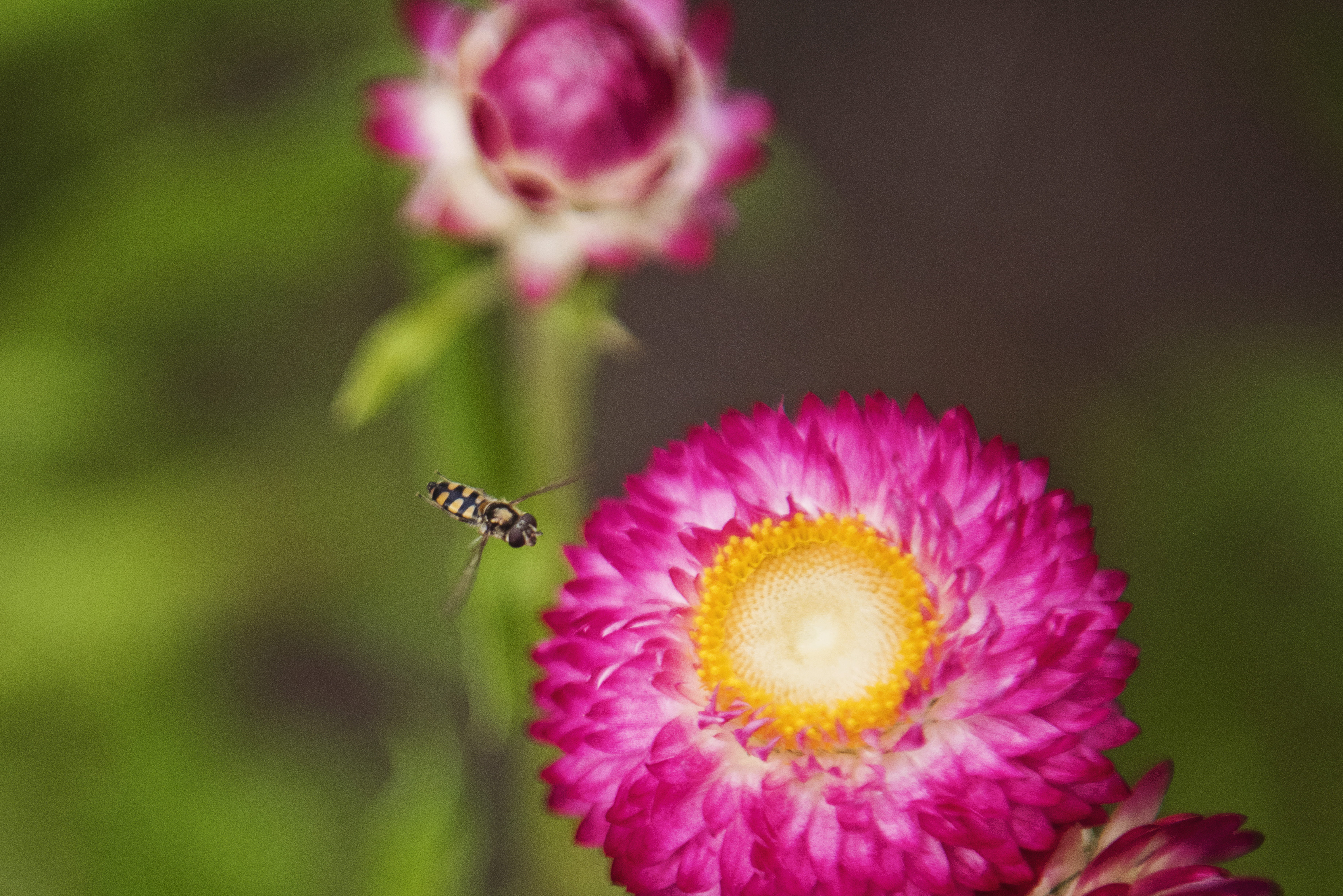 close, petals, pollination, pollen, bug, no people, towards, focus, invertebrate, close-up, photo, animals in the wild, vulnerability, inflorescence, flora, HD Wallpaper