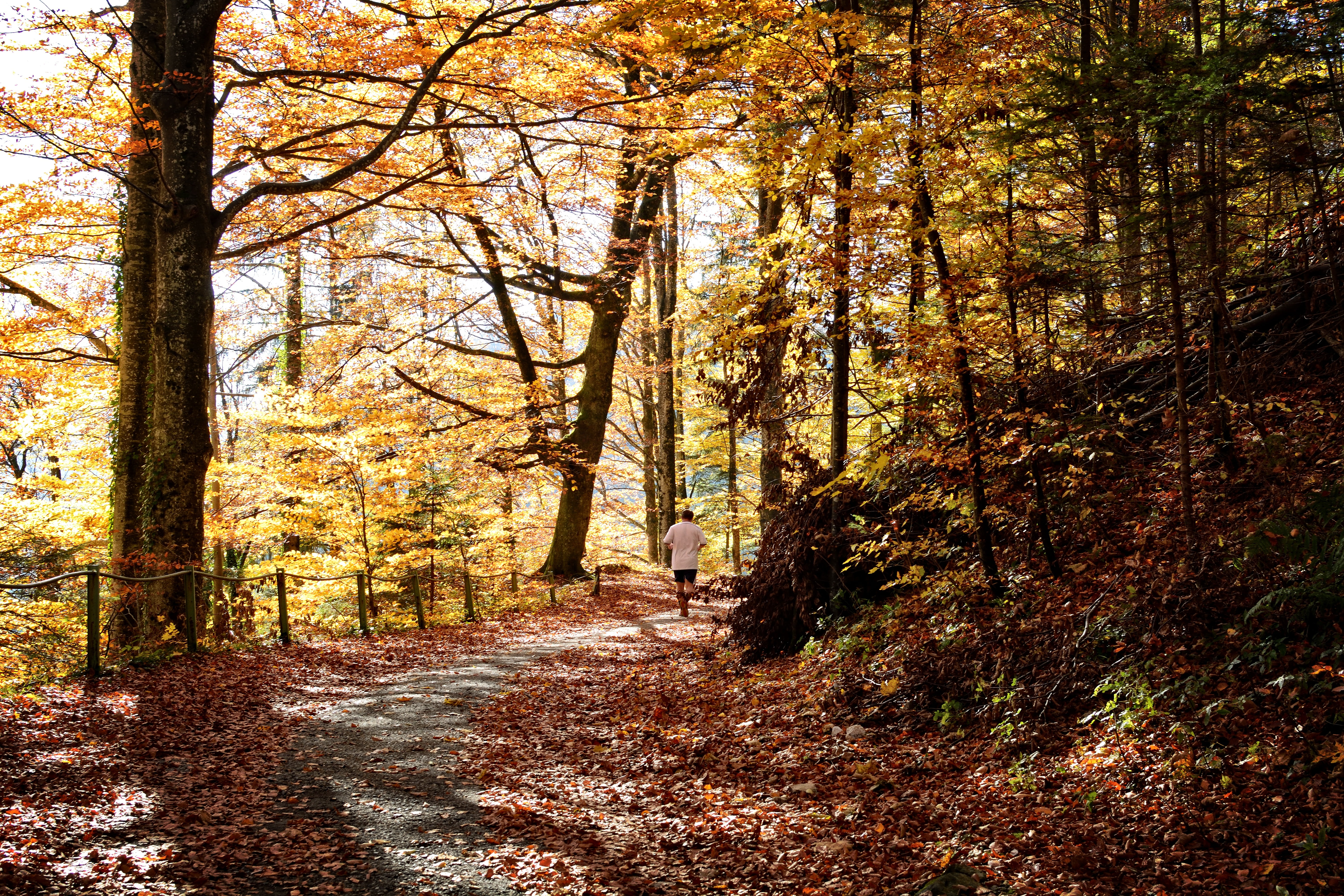 deciduous forest, golden autumn, yellow, growth, away, trunk, tranquility, colorful, forest path, romantic, october, scenics, jogger, autumn colours, change, HD Wallpaper