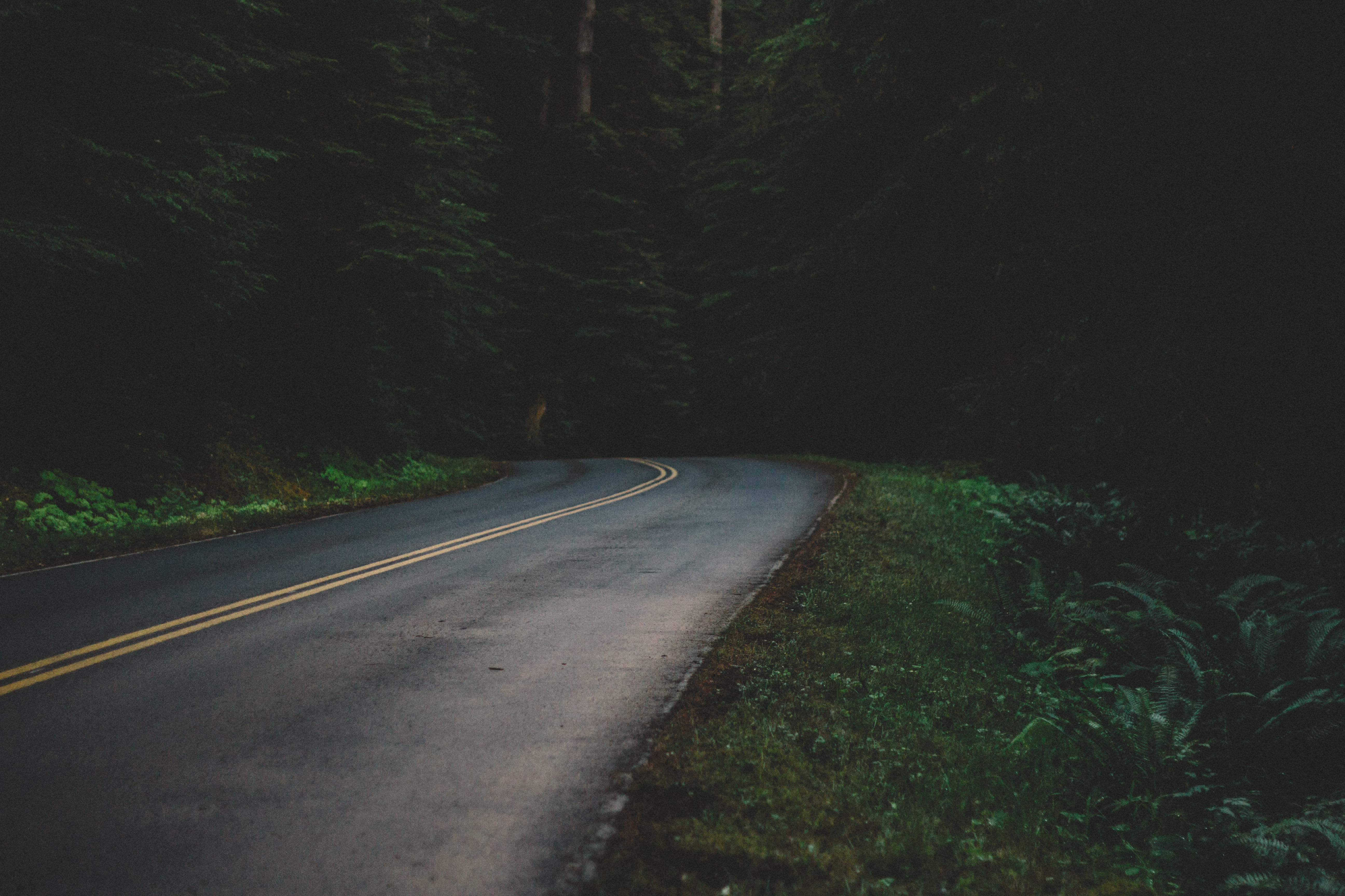 forest, empty, land, growth, green, concrete, empty road, direction, grass, beauty in nature, marking, landscape, daytime, tranquility, highway, symbol, HD Wallpaper