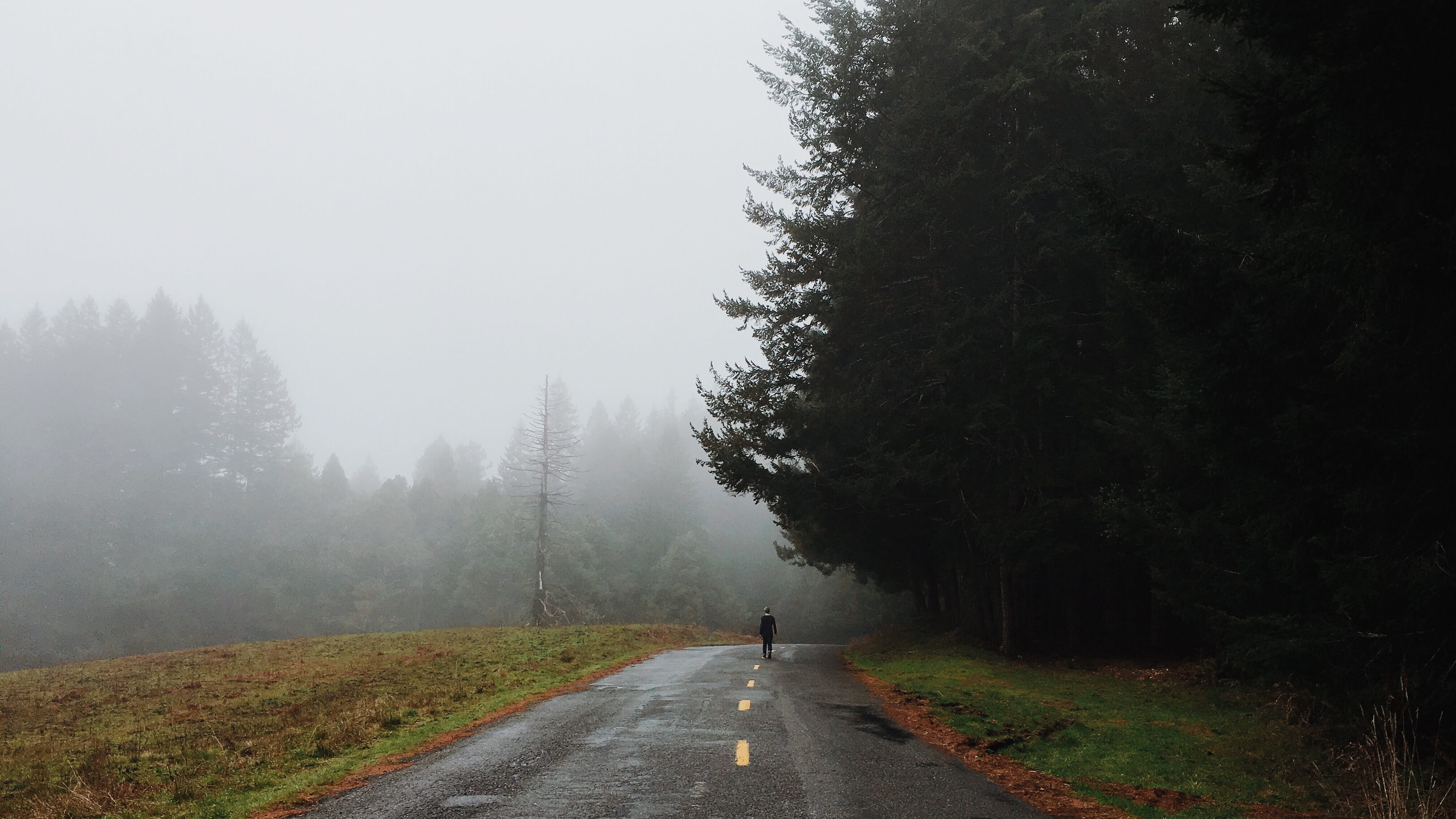 scenics - nature, pine tree, environment, pine, scenics, 4K, plant, fog, foggy, beauty in nature, tall, near, pavement, day, nature, full length, landscape, HD Wallpaper