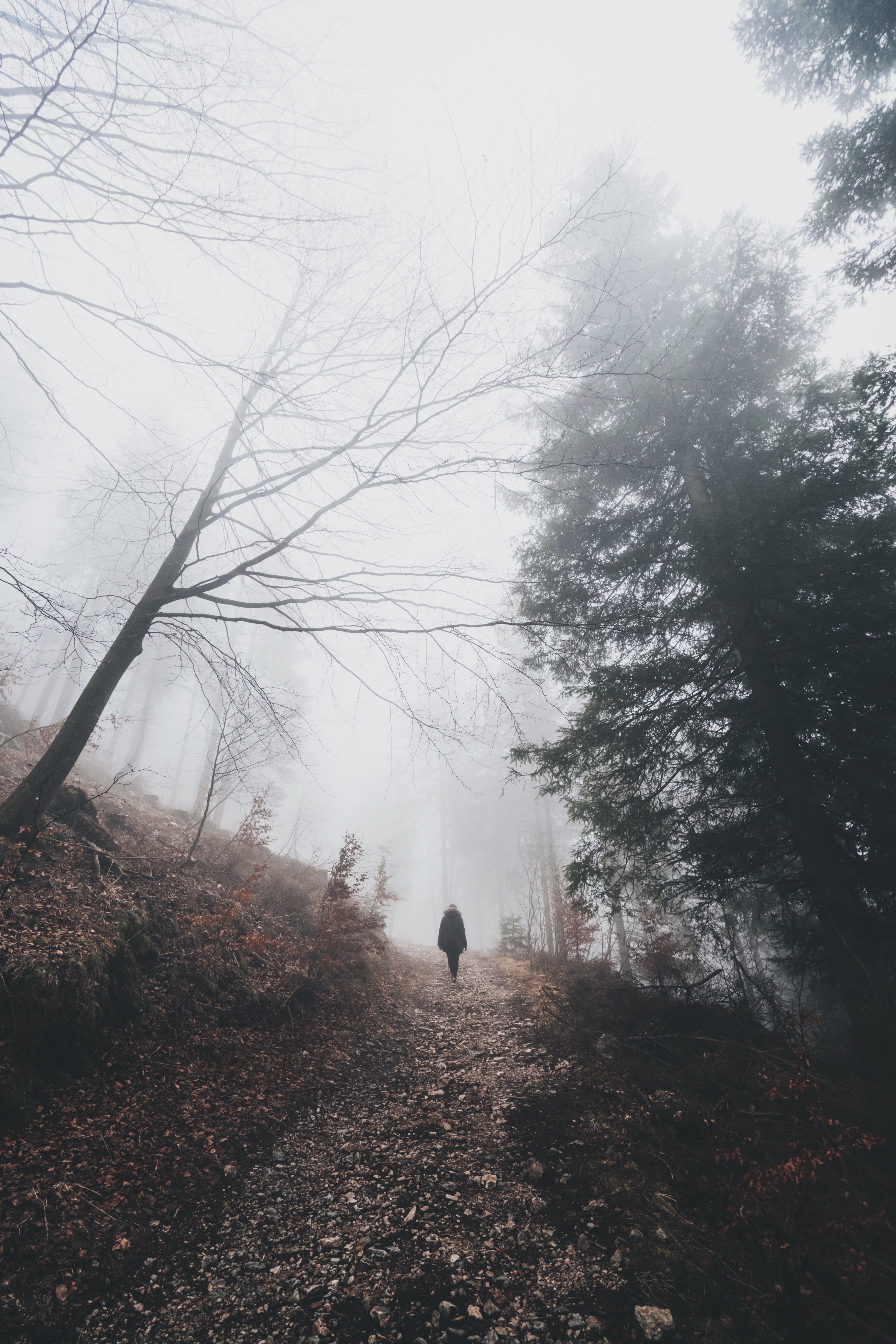 people, idyllic, non-urban scene, tree, hike, scenics - nature, fog, travel, mountain, outdoors, beauty in nature, land, real people, foggy, climb, branch, Phone HD Wallpaper