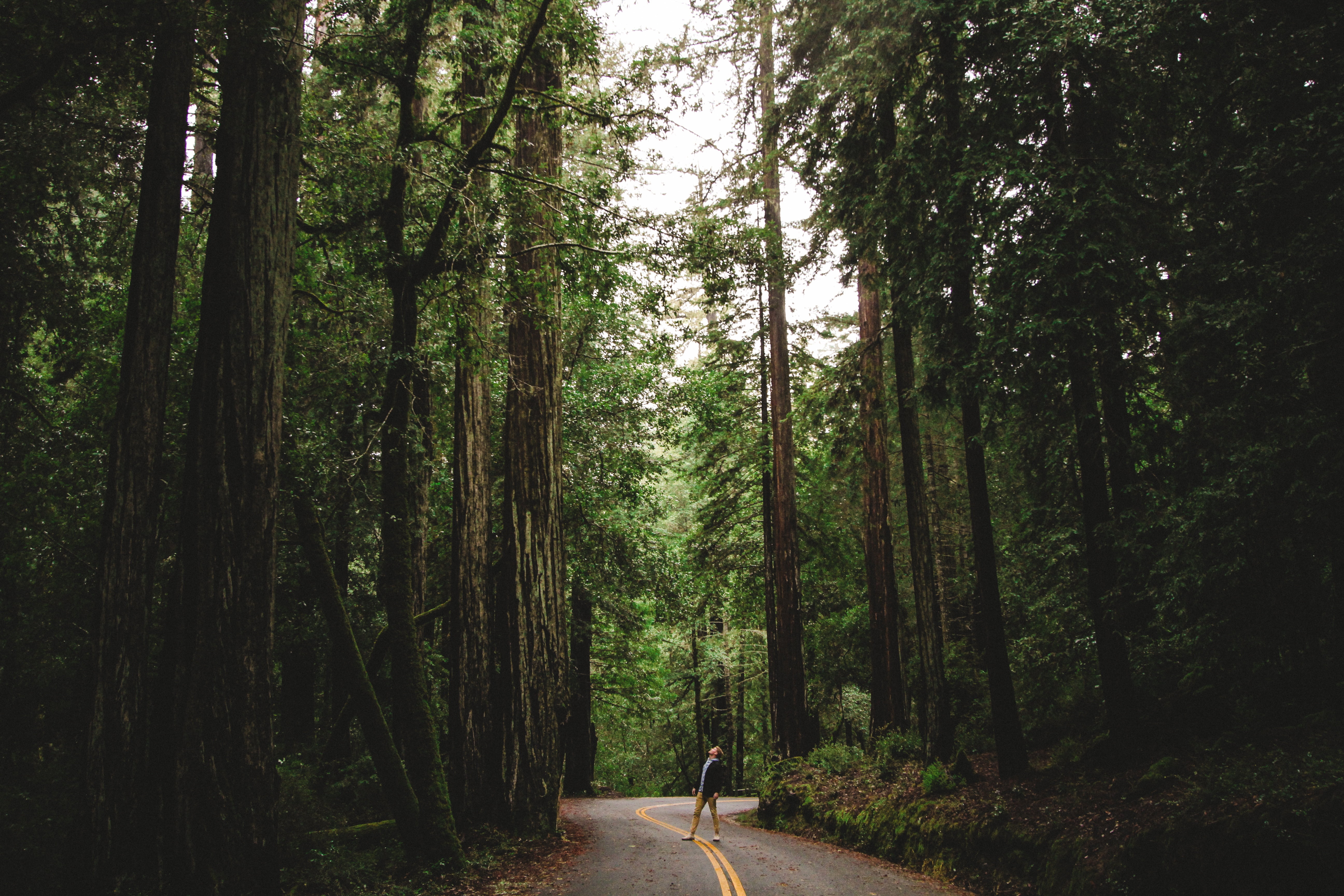 direction, the way forward, woods, bamboo - plant, green color, tranquility, road, scenics, leisure activity, diminishing perspective, non-urban scene, HD Wallpaper