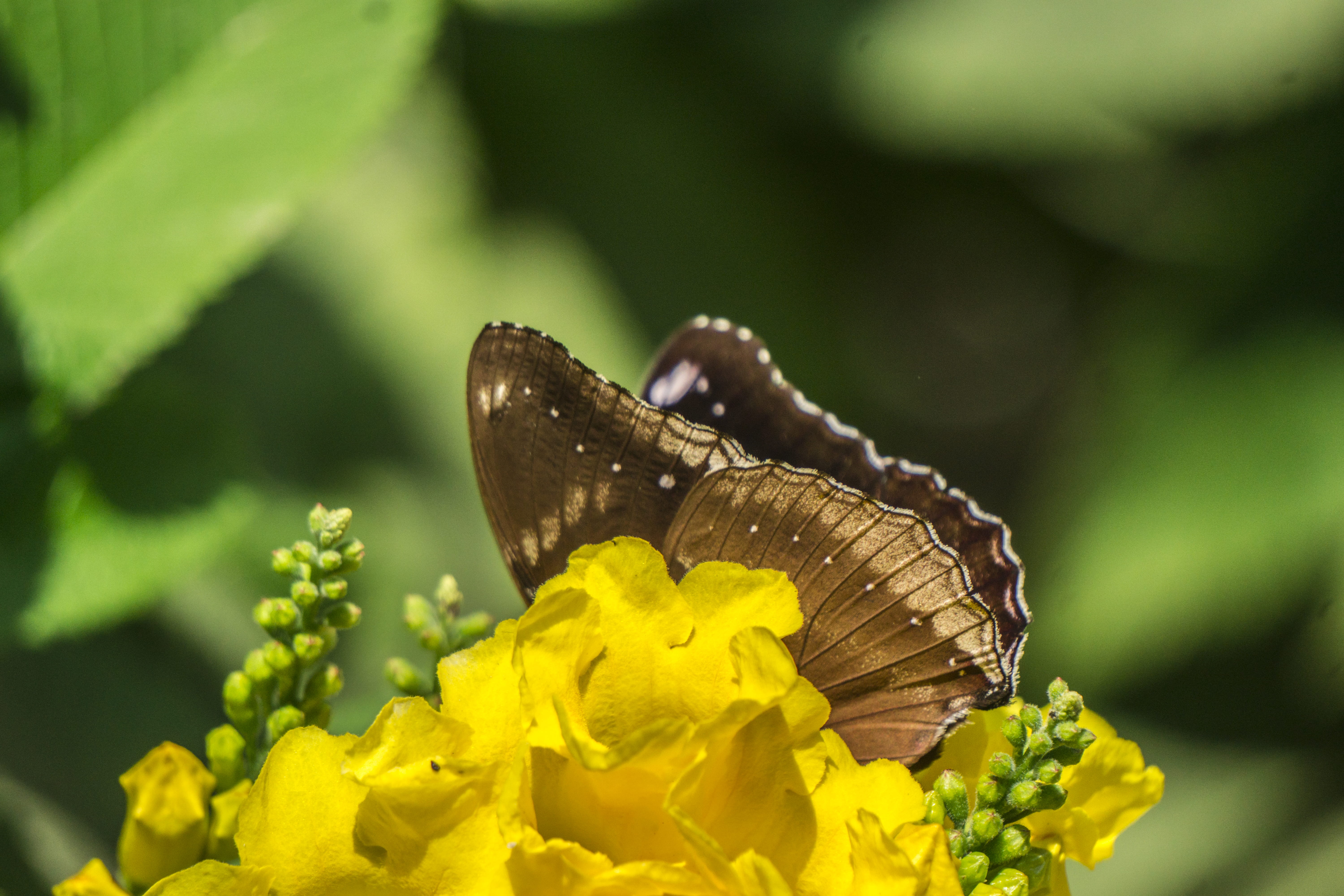 yellow, outdoors, 5K, plant, flower, animal wing, vulnerability, animal, petal, animal wildlife, butterfly, flower head, growth, fragility, green background, HD Wallpaper