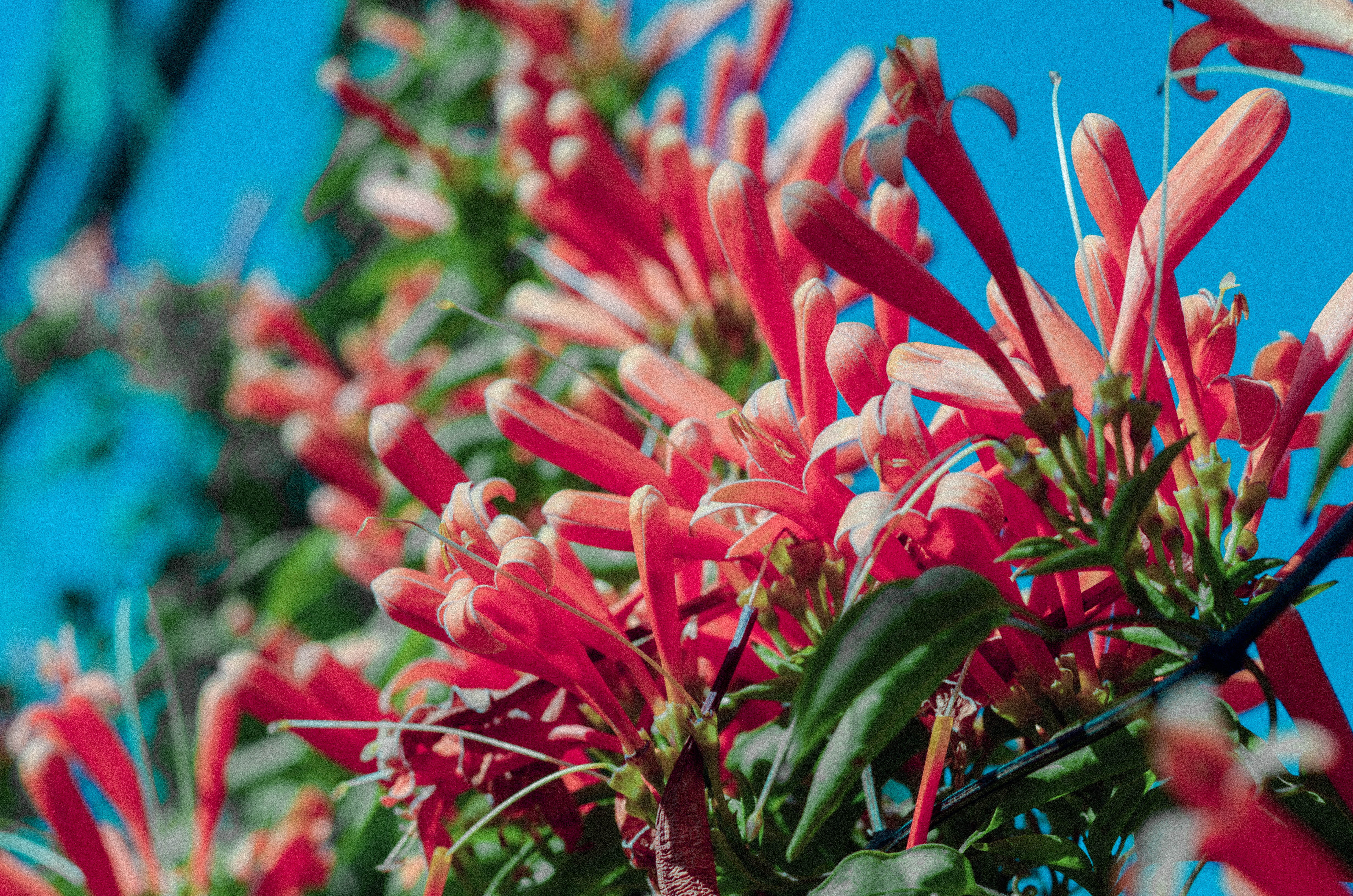 flowering plant, plant part, flower head, selective focus, flower, petal, beauty in nature, day, vulnerability, plant, inflorescence, focus on foreground, HD Wallpaper