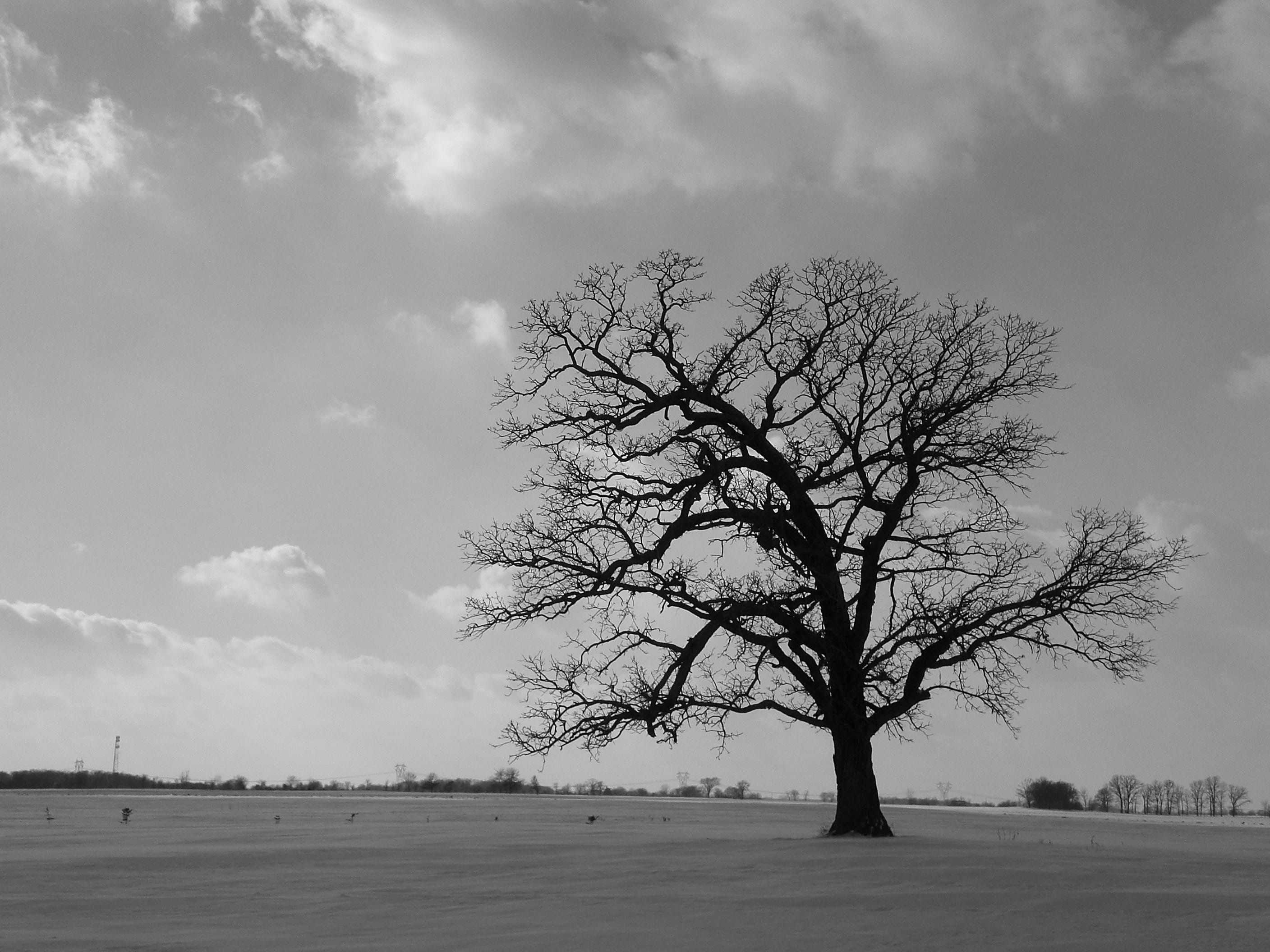 countryside, snow, natural, land, trunk, meadow, outdoors, branch, alone, nature, sky, cloud, black, outdoor, cold temperature, season, no people, scene, HD Wallpaper