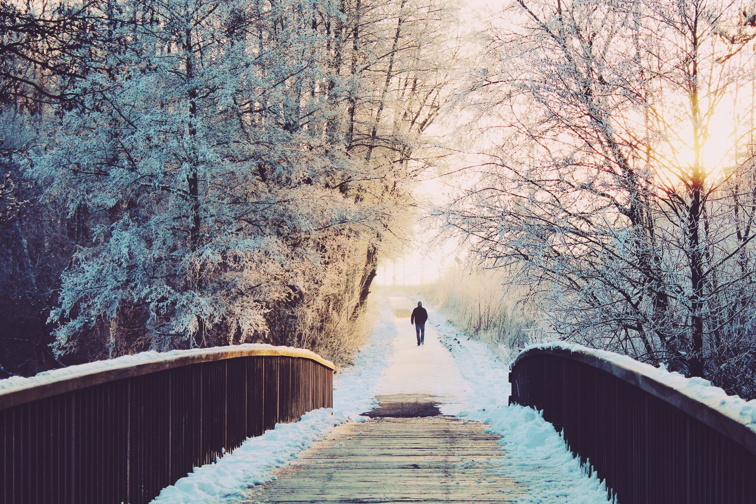 woods, park, bare tree, fog, long walk, lifestyles, beauty in nature, plant, bright, lonely, outdoors, cold, 2K, footpath, frozen, tree, scenic, bridge, HD Wallpaper