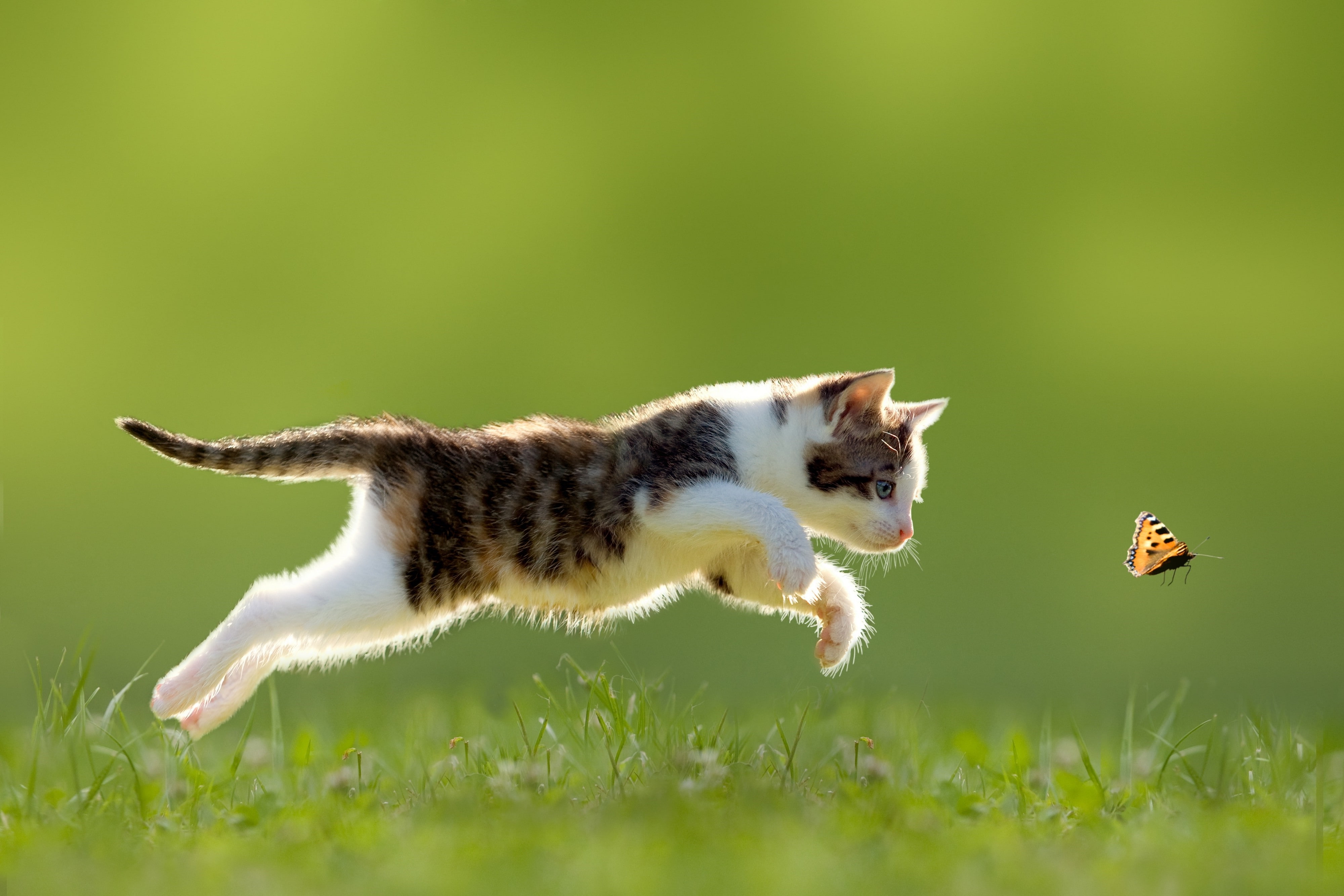 jumping, vertebrate, animal themes, one animal, animals cat baby animals nature running butterfly grass depth of field kittens, animal wildlife, hunting, HD Wallpaper