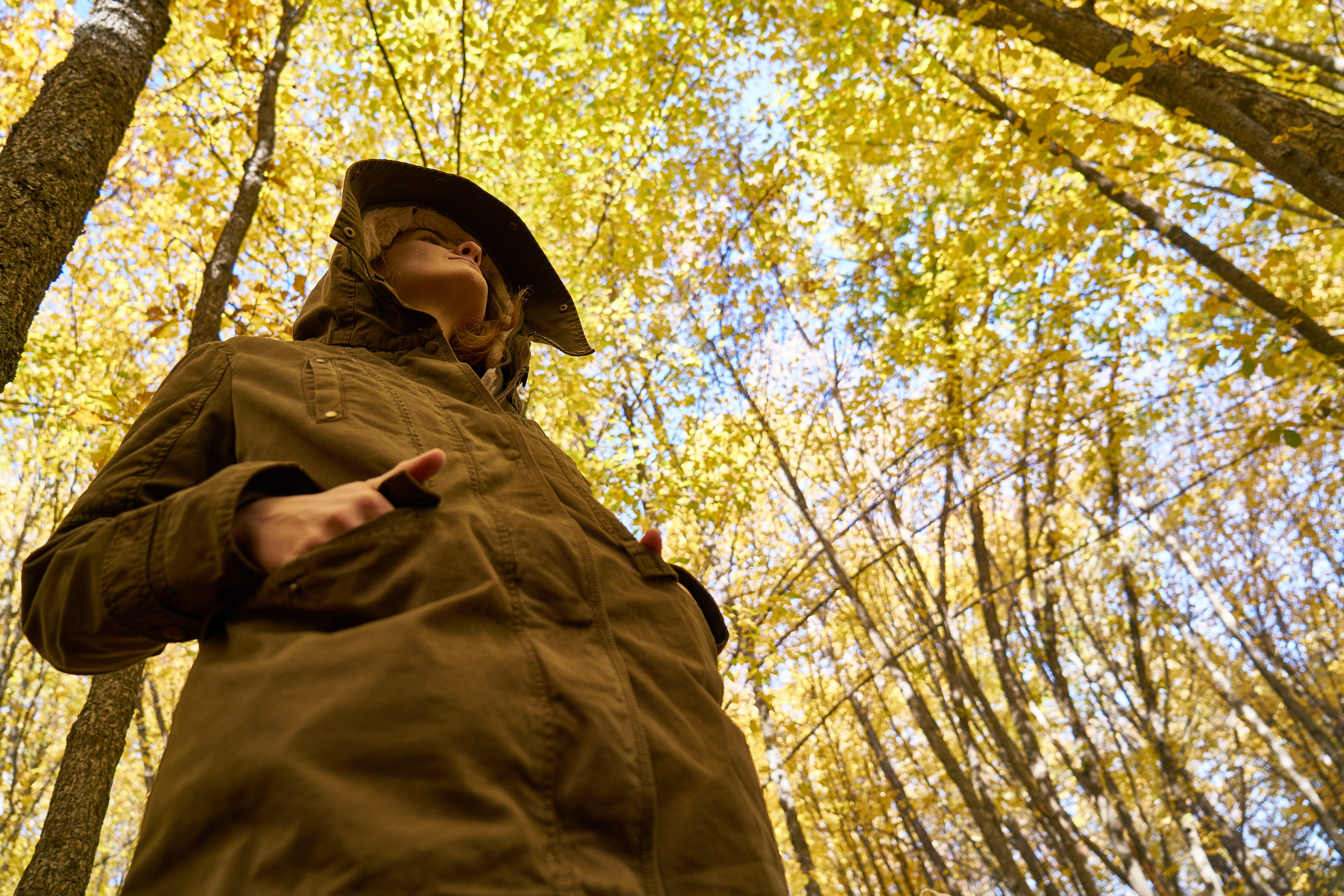 colors, live, plant, low angle view, tree, dry leaves, looking, clothing, outdoors, lifestyles, detail, adult, background, day, only, nature, wood tissue, HD Wallpaper