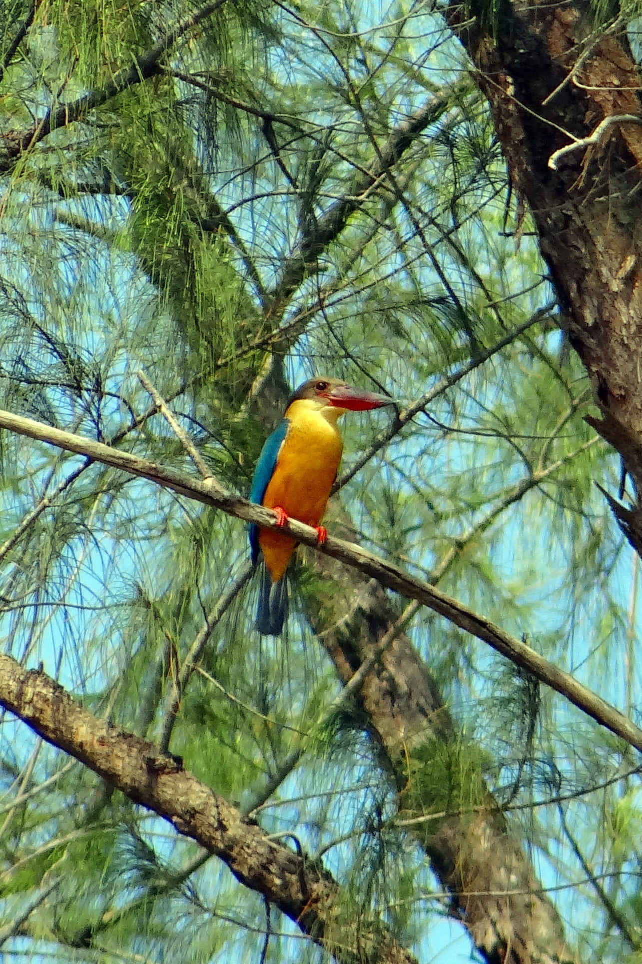 turquoise colored, 1080P, india, plant, day, animal themes, no people, estuary, nature, beauty in nature, bare tree, bird, tree, one animal, animal, low angle view, Phone HD Wallpaper