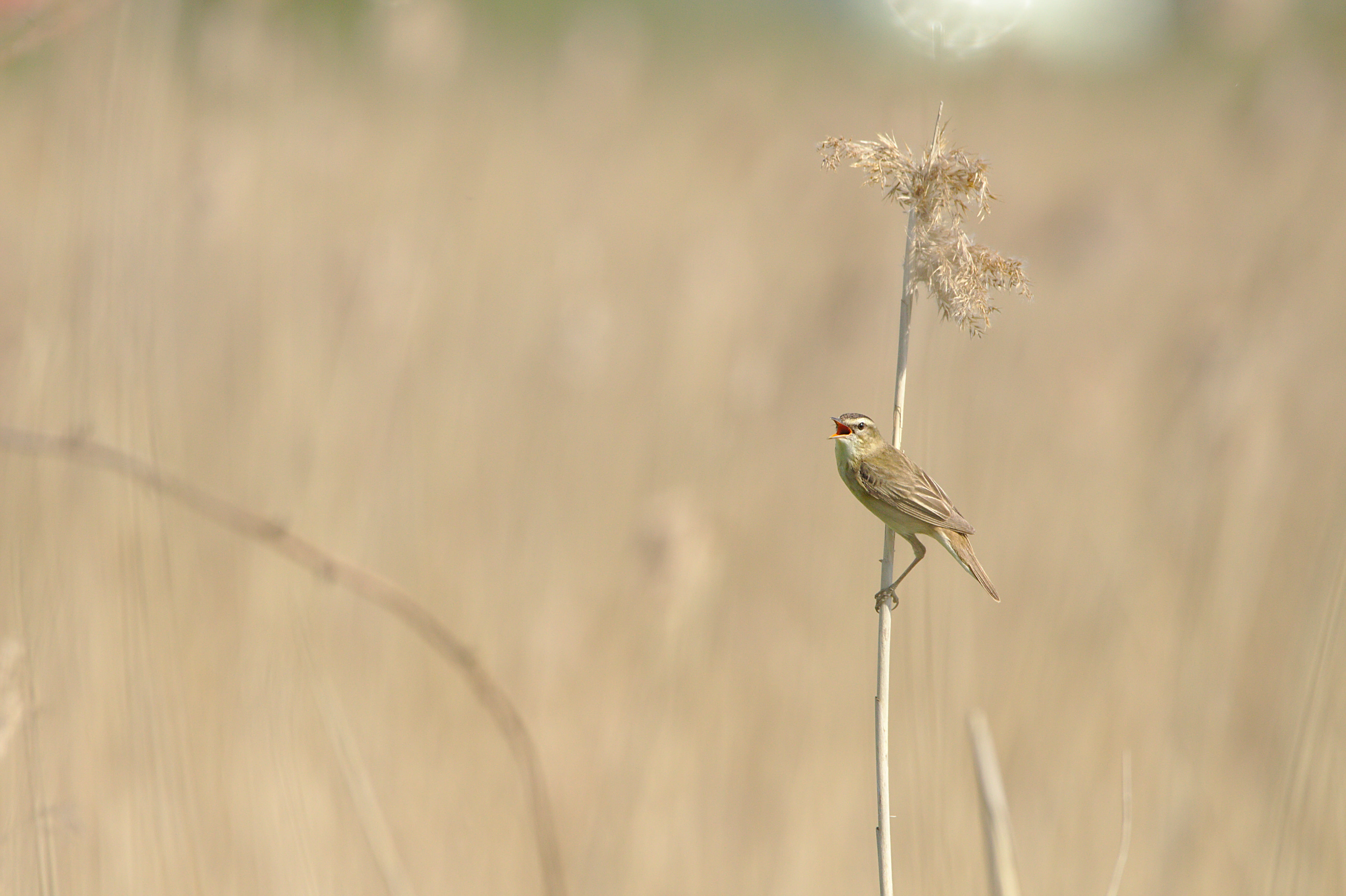 minimalistic, close-up, selective, france, focus, normandy, filed, outdoors, 5K, flora, natural reserve of the seine estuary, tree, animal themes, focus on foreground, HD Wallpaper