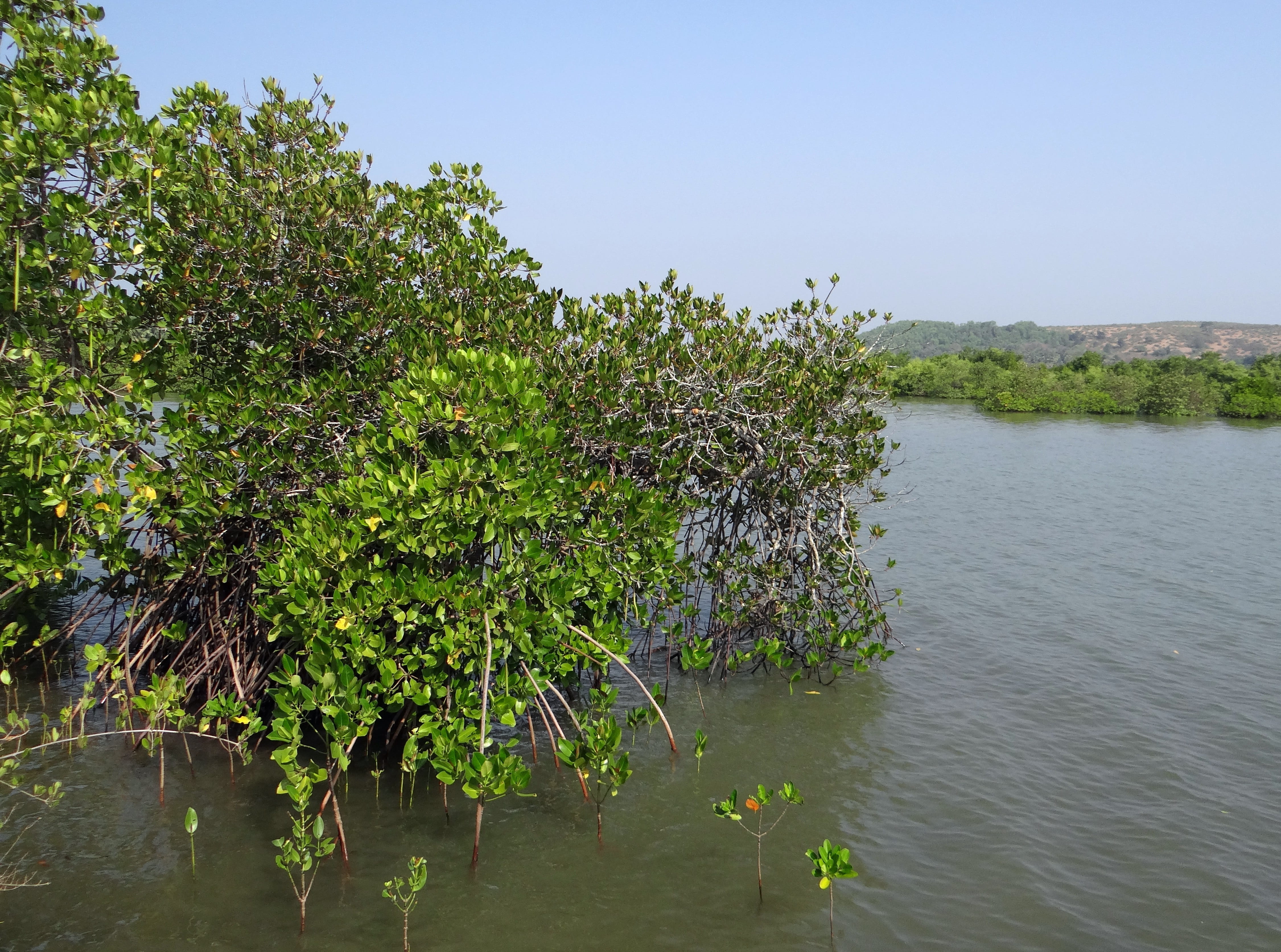 tropical, forest, reflection, lake, backwaters, natural, beauty in nature, Estuary, scenics - nature, day, outdoors, nature, environment, tree, water, plant, HD Wallpaper