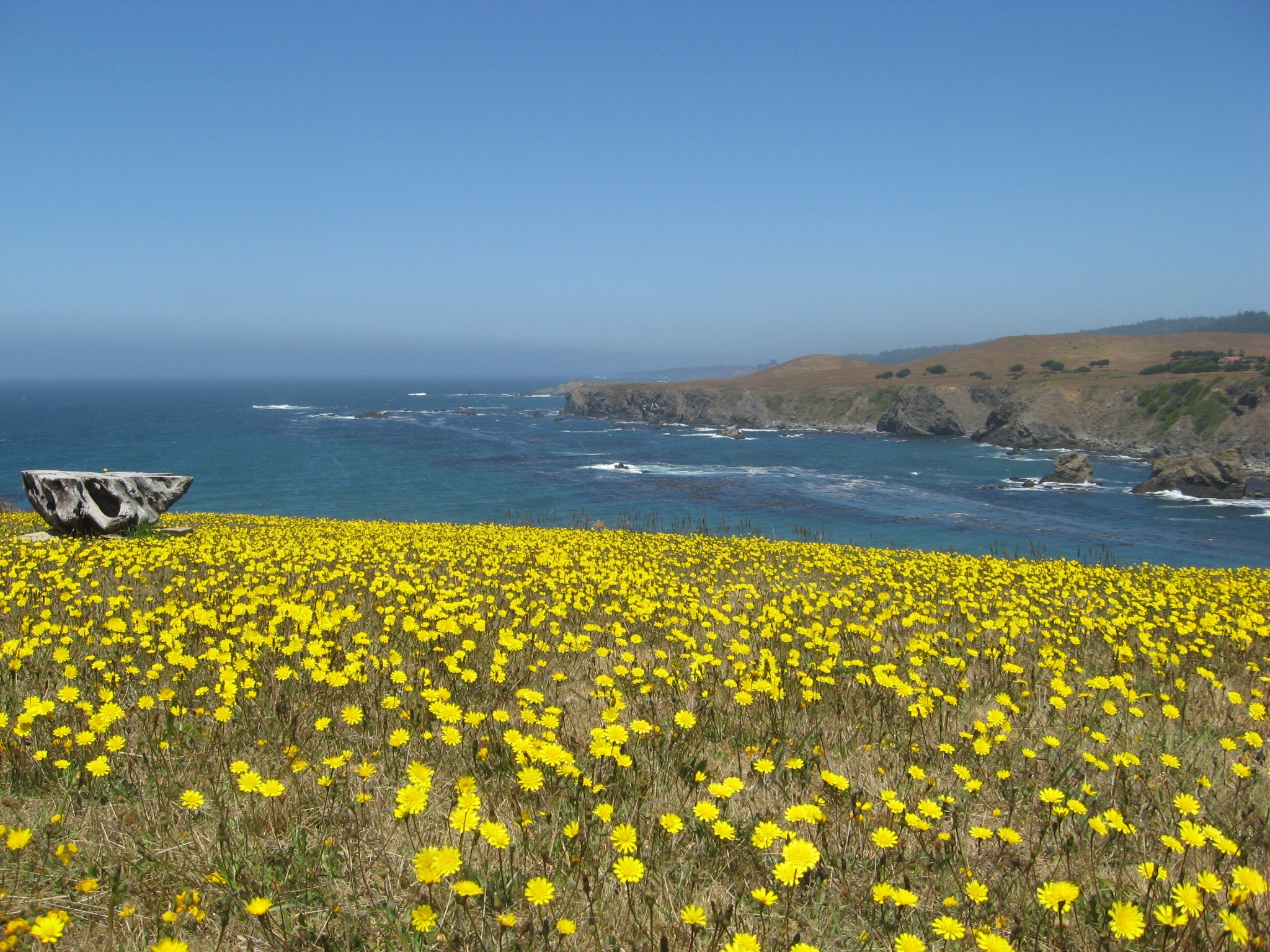 california, water, growth, flowering plant, yellow, nature, land, vulnerability, tranquil scene, wildflowers, mendocino, plant, sky, coastline, scenic, HD Wallpaper