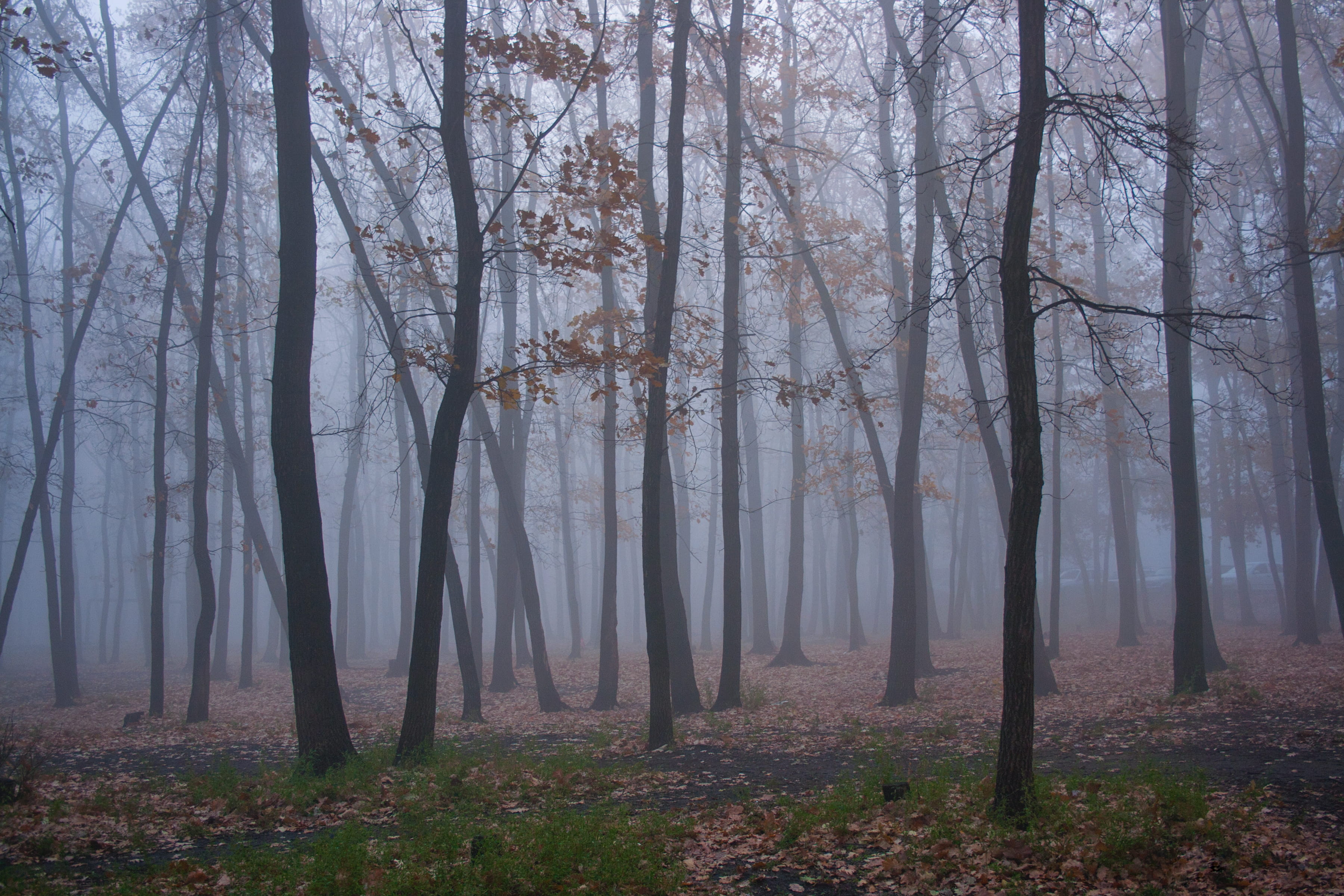 autumn, nature, wet, foggy, trees, fog, woodland, tree, light, misty, blue, idyllic, mist, land, weather, no people, mood, mystery, tree trunk, nightmare, HD Wallpaper