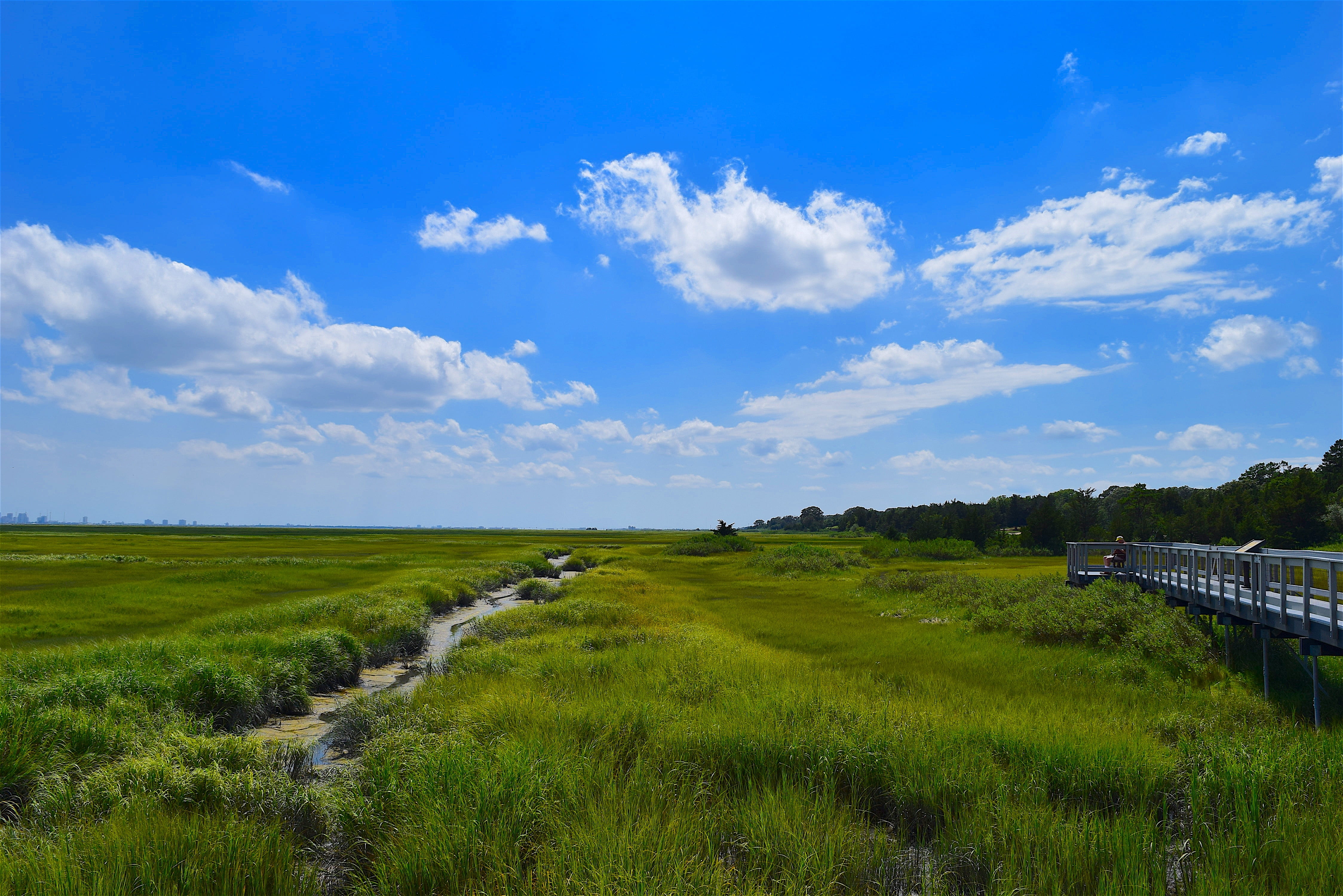 coastal, wildlife, beauty in nature, scenics - nature, swamp, sky, blue, wetland, environment, plant, cloud - sky, green color, coast, green, tidal, salt, HD Wallpaper